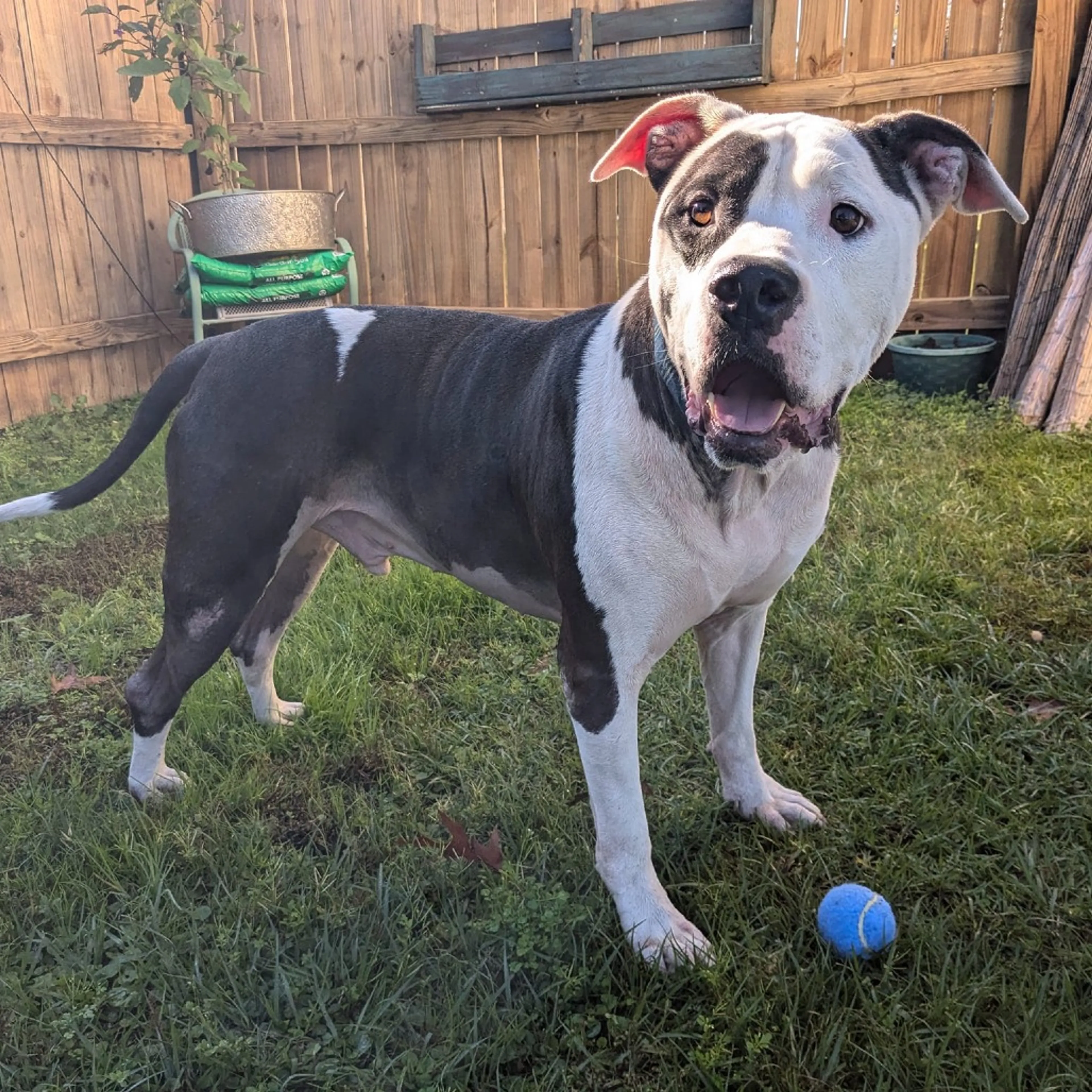 Found pet-21