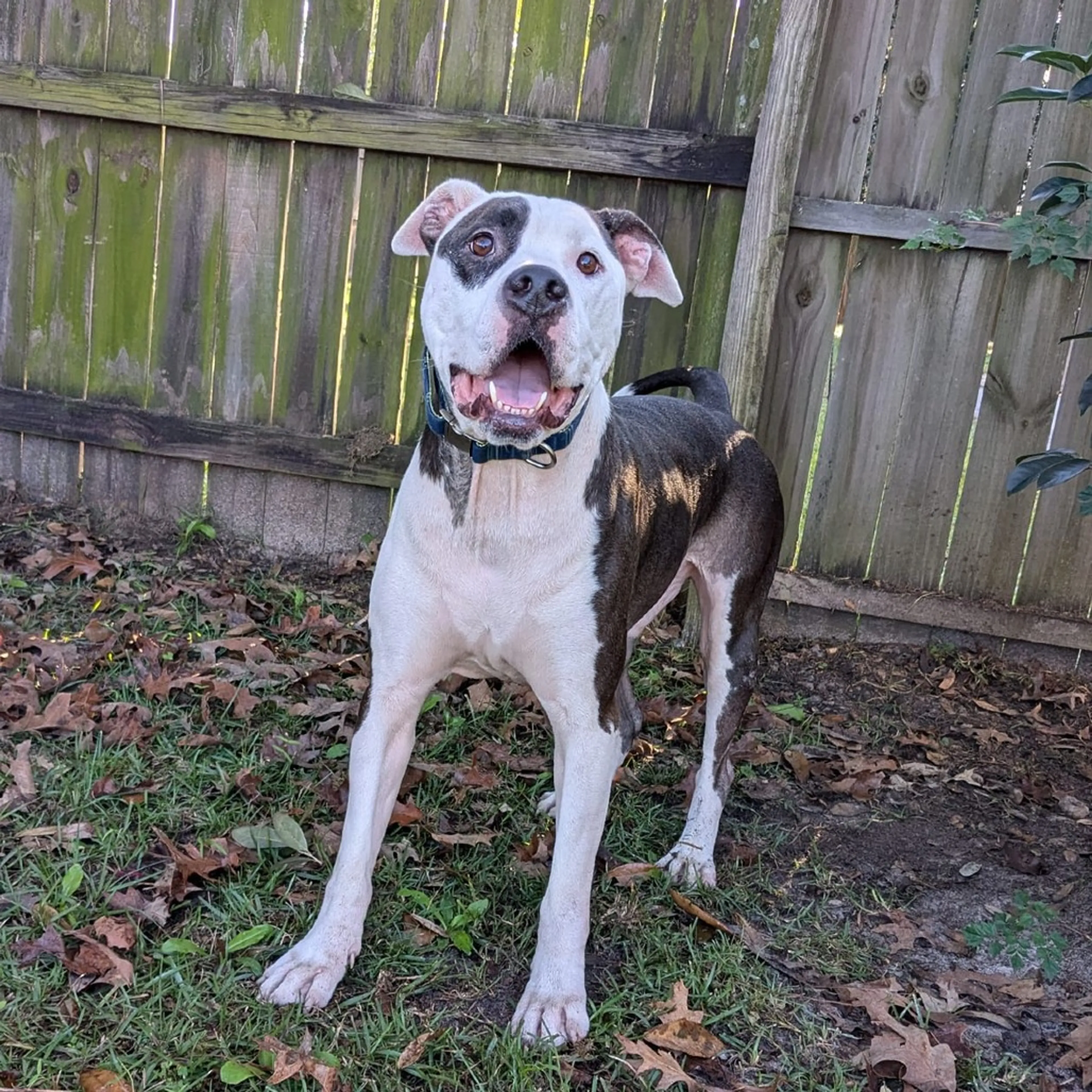 Found pet-18