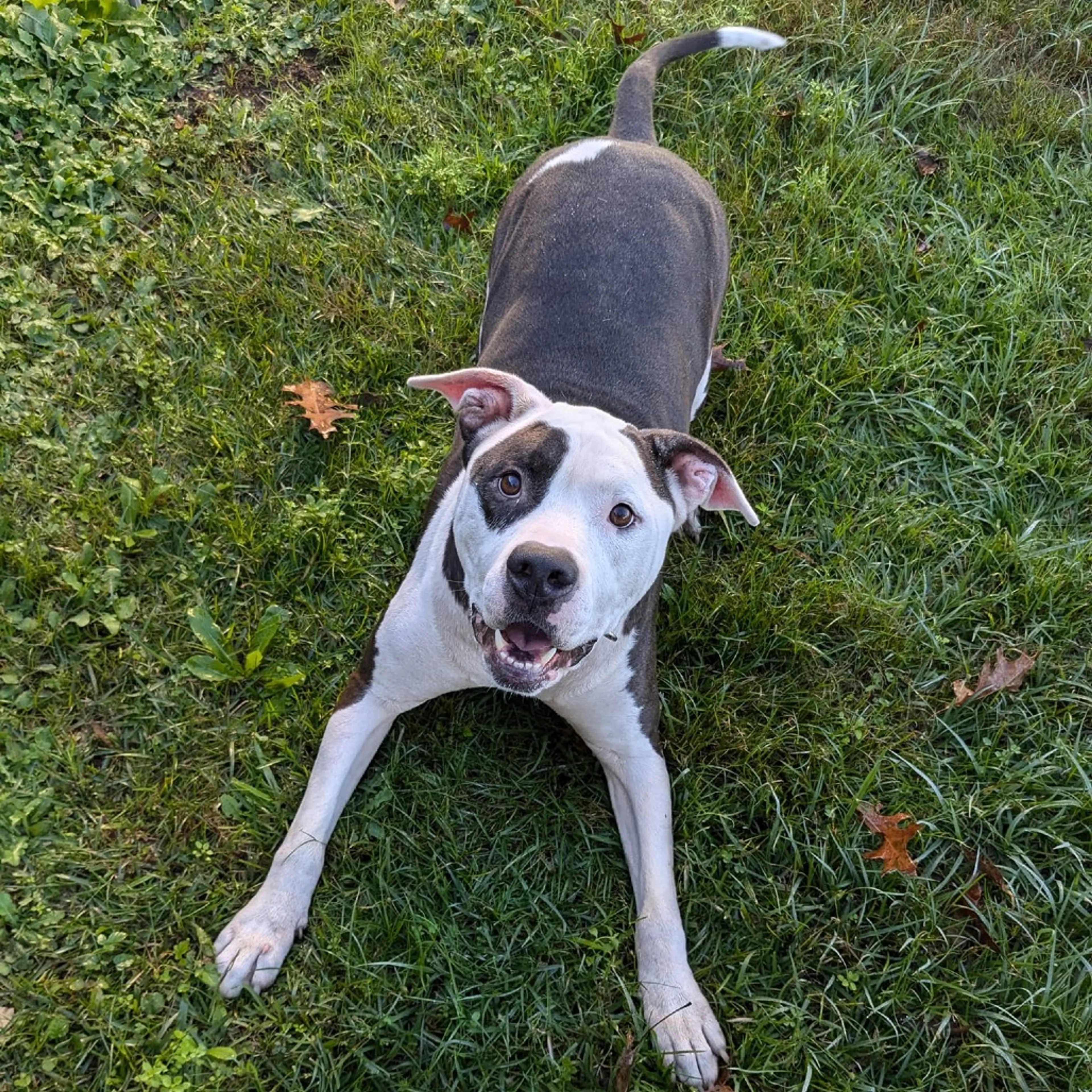 Found pet-20