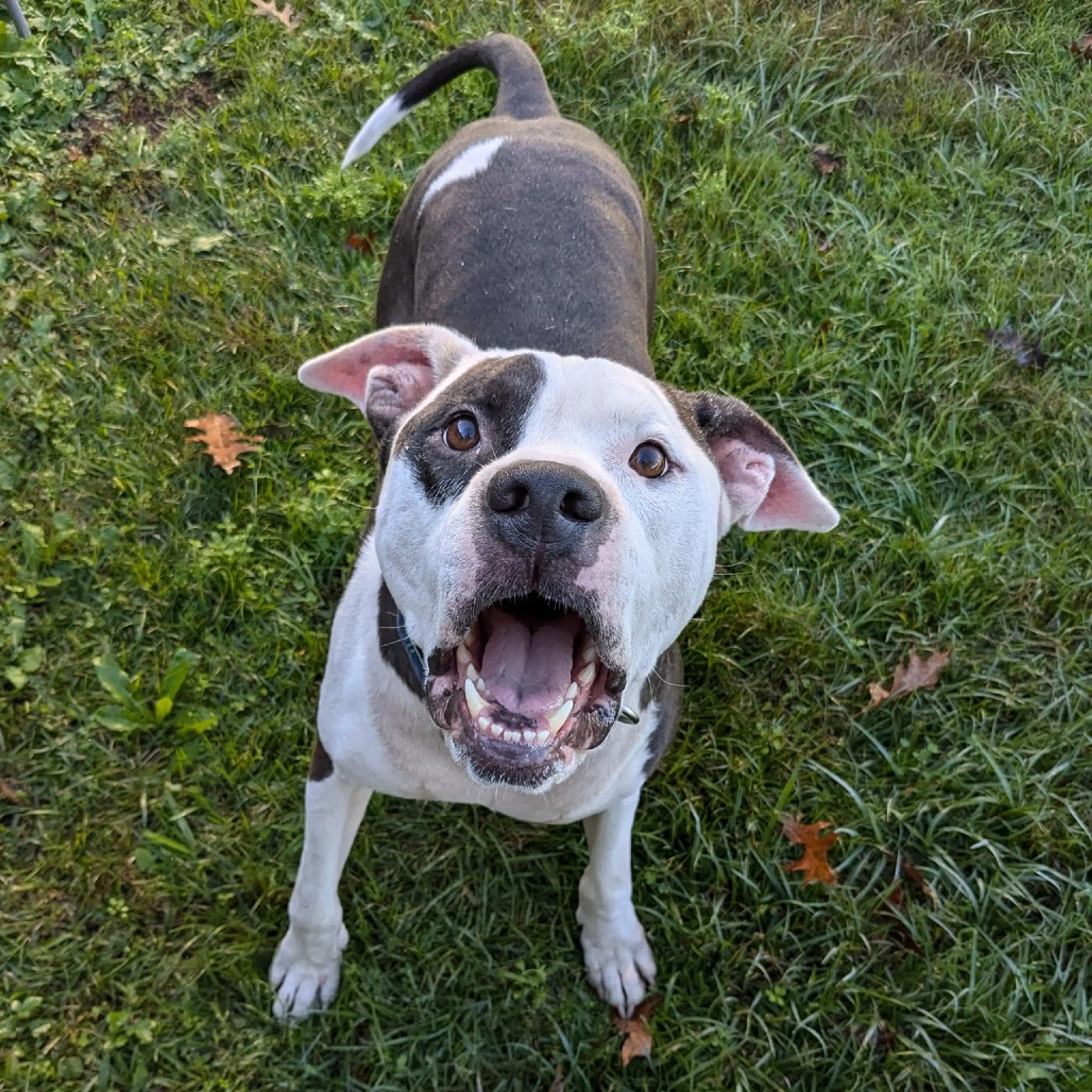 Found pet-19