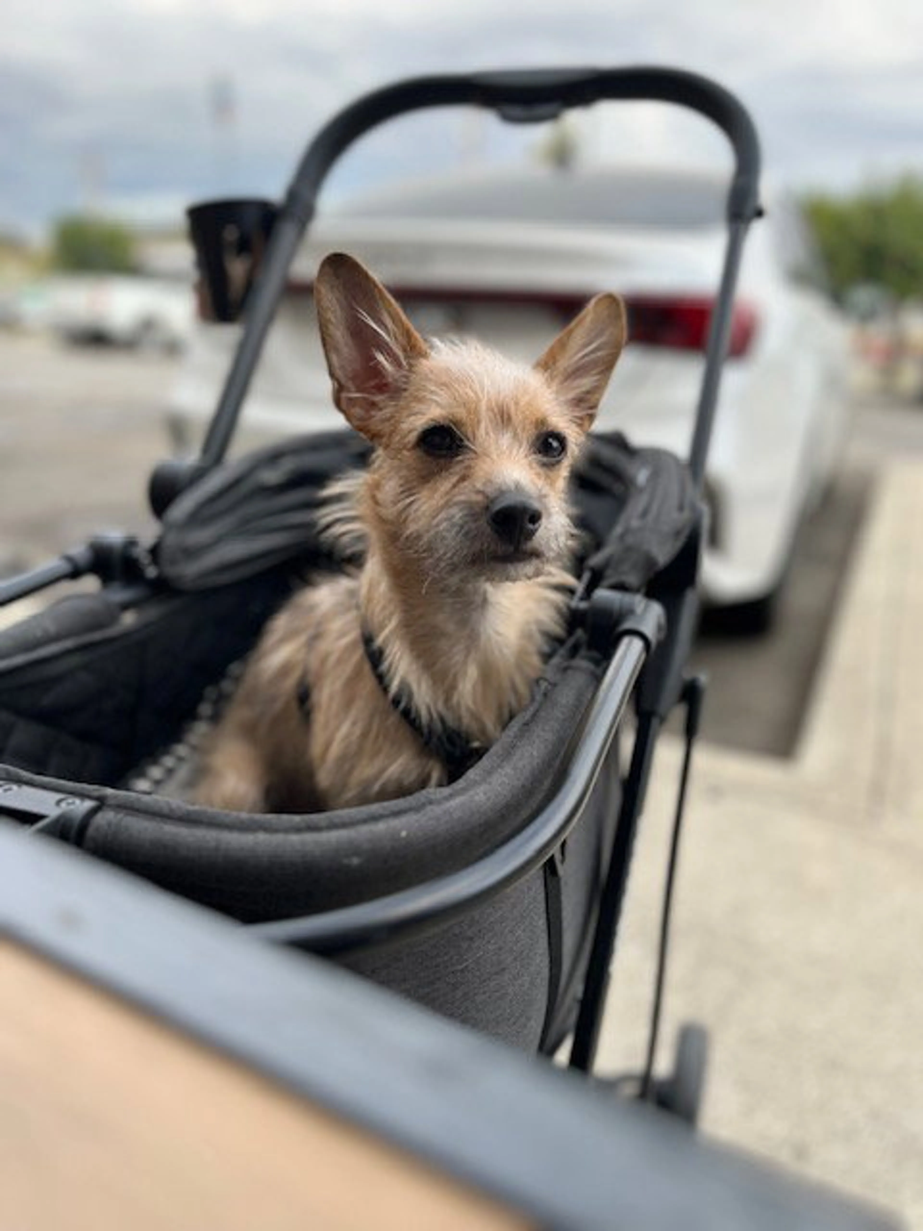Found pet-1