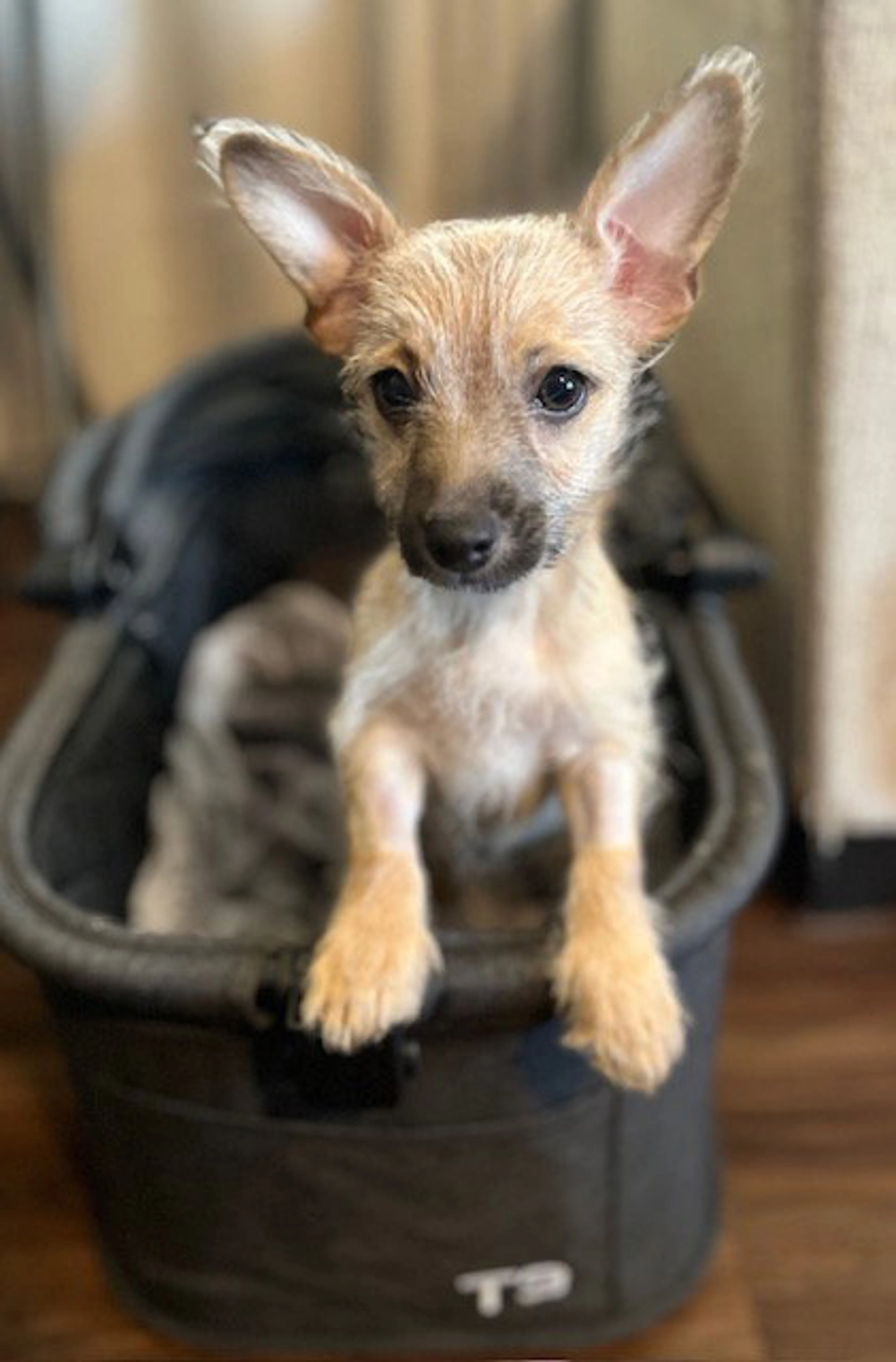 Found pet-3