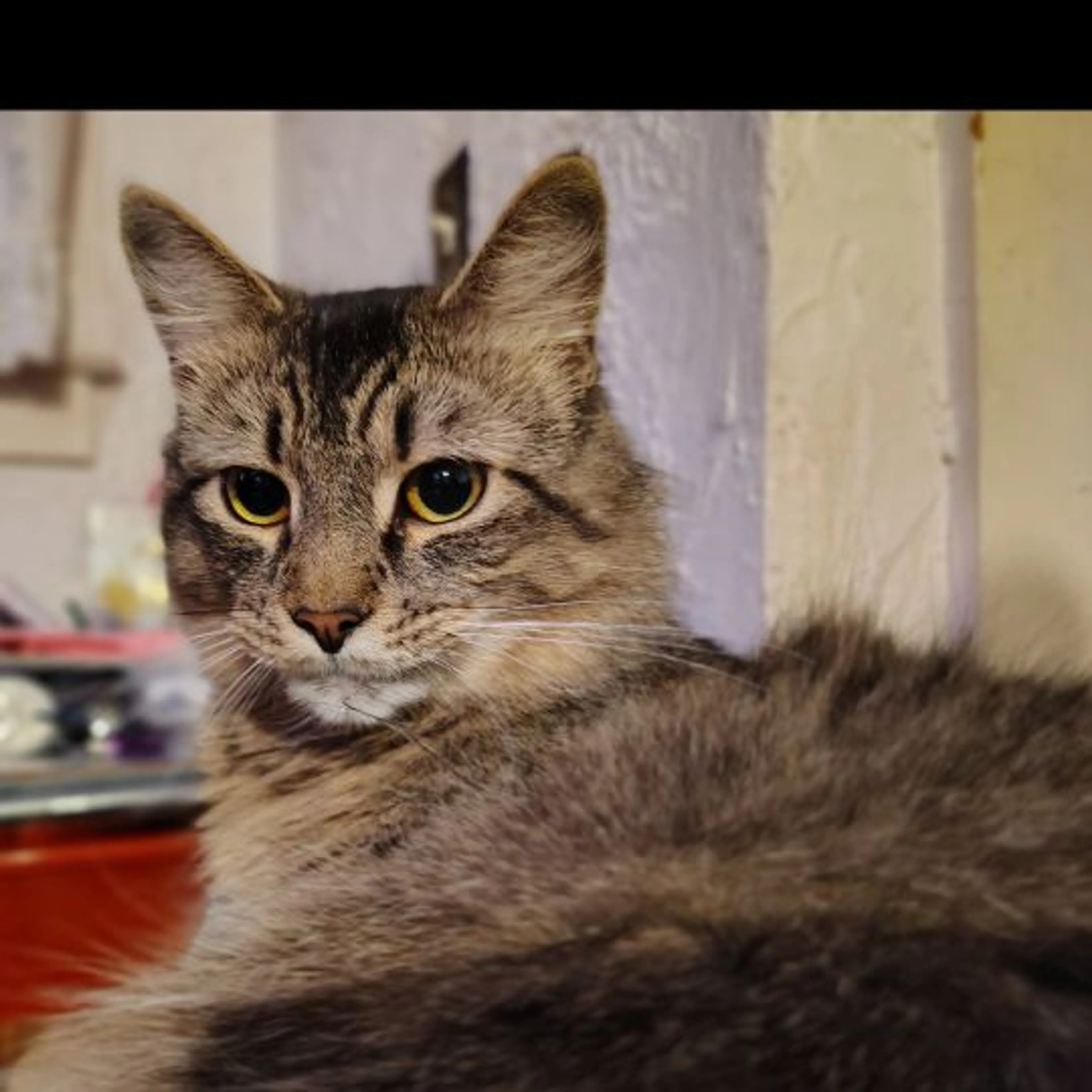 Lost pet