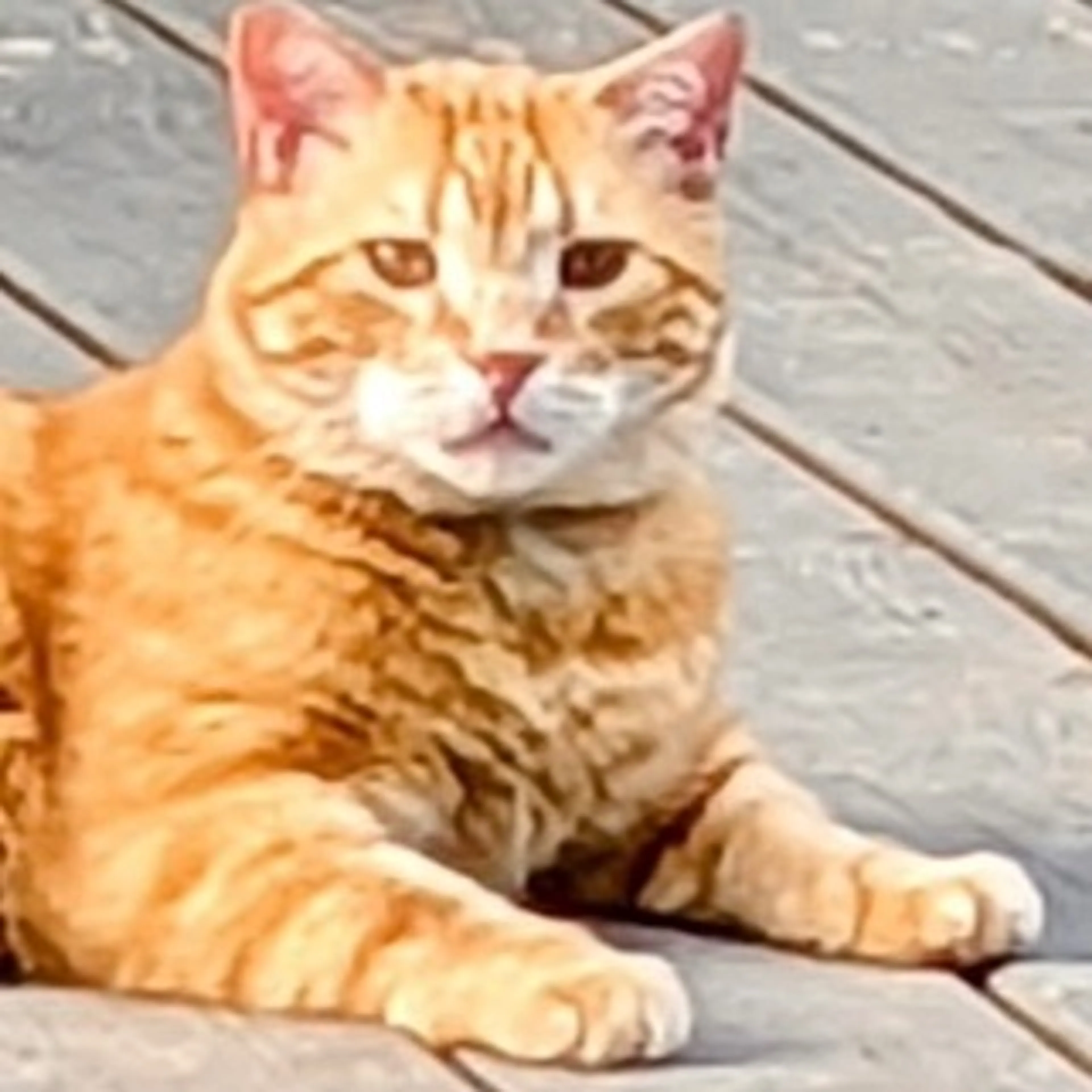 Lost pet-0