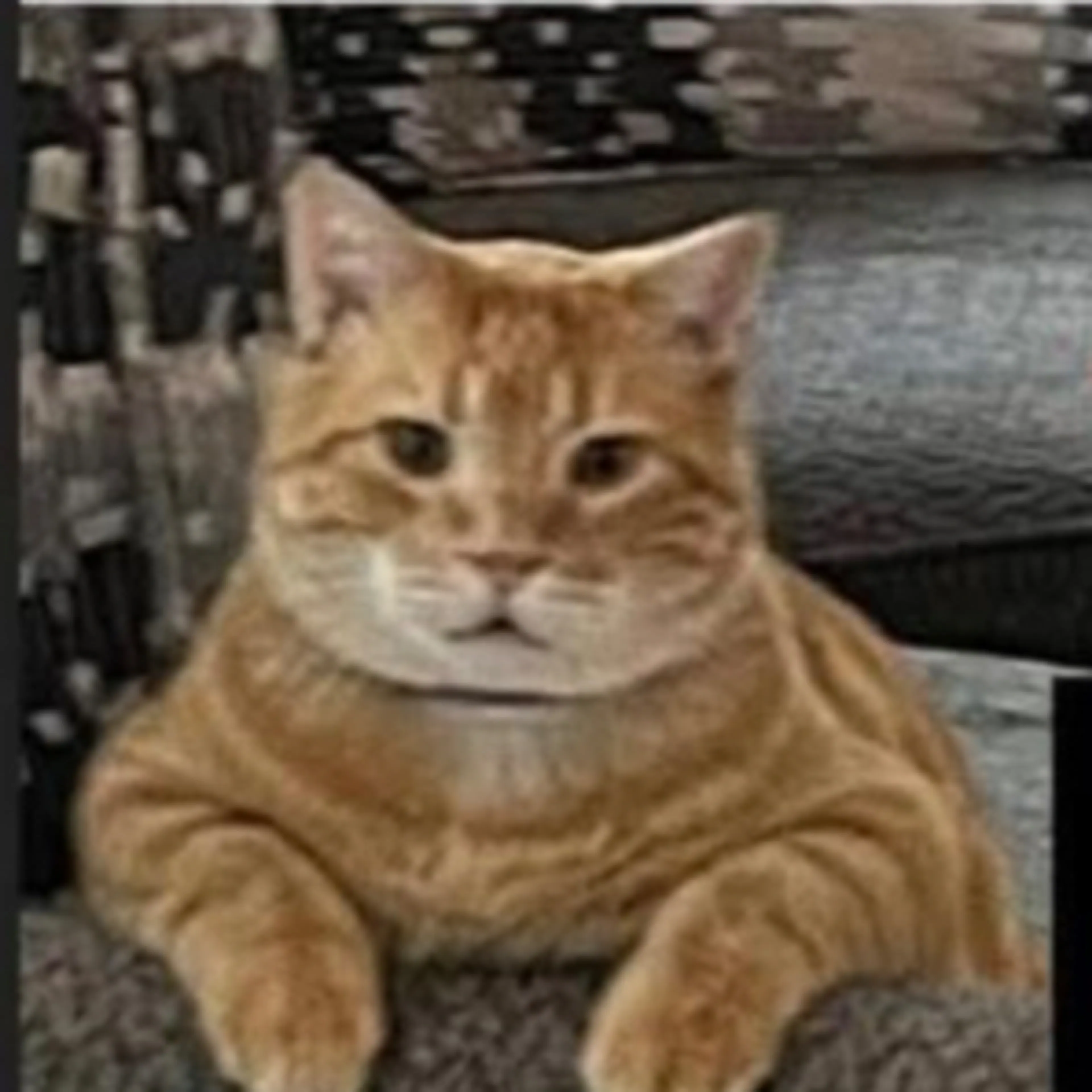 Lost pet-2
