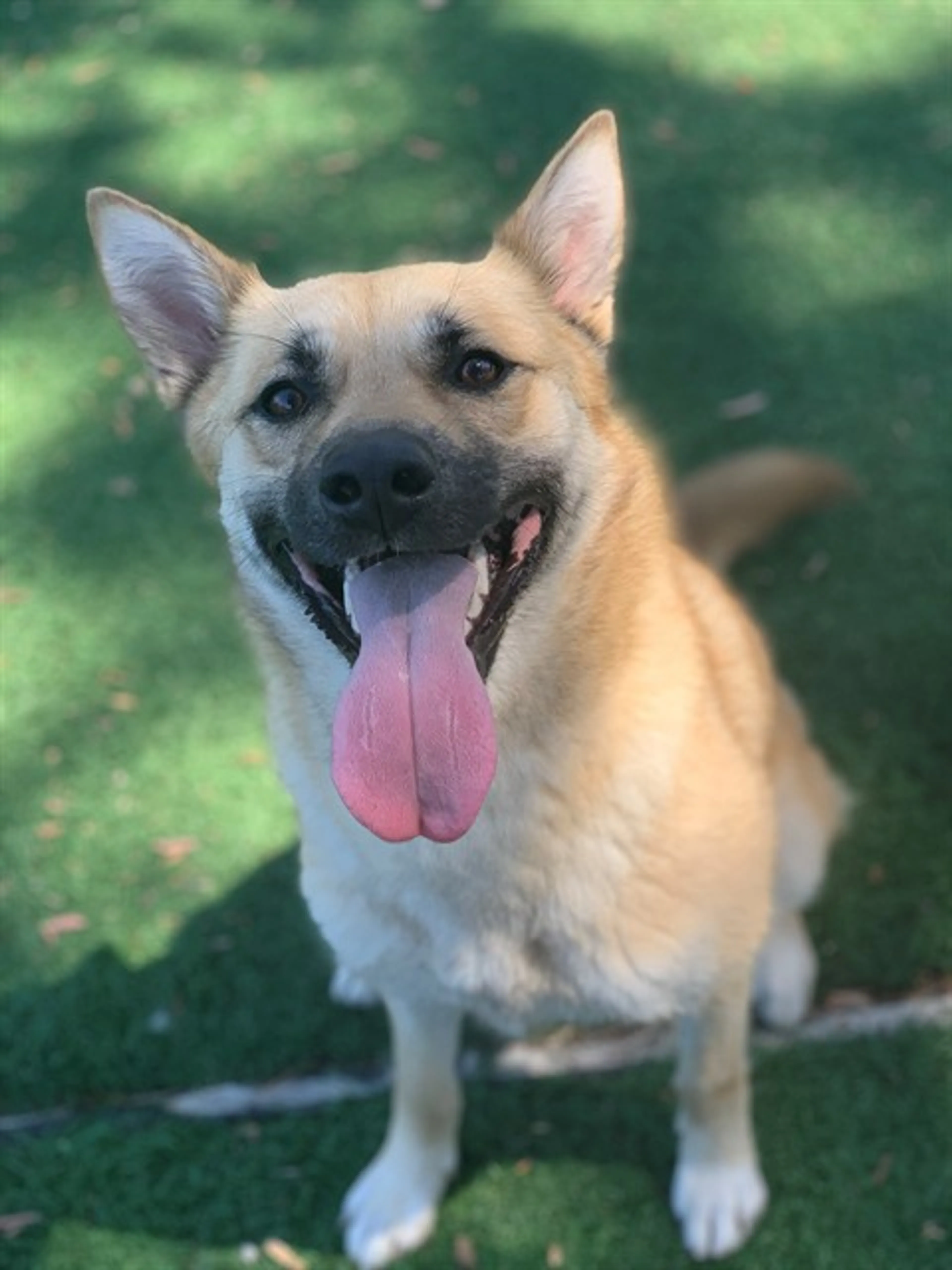 Found pet
