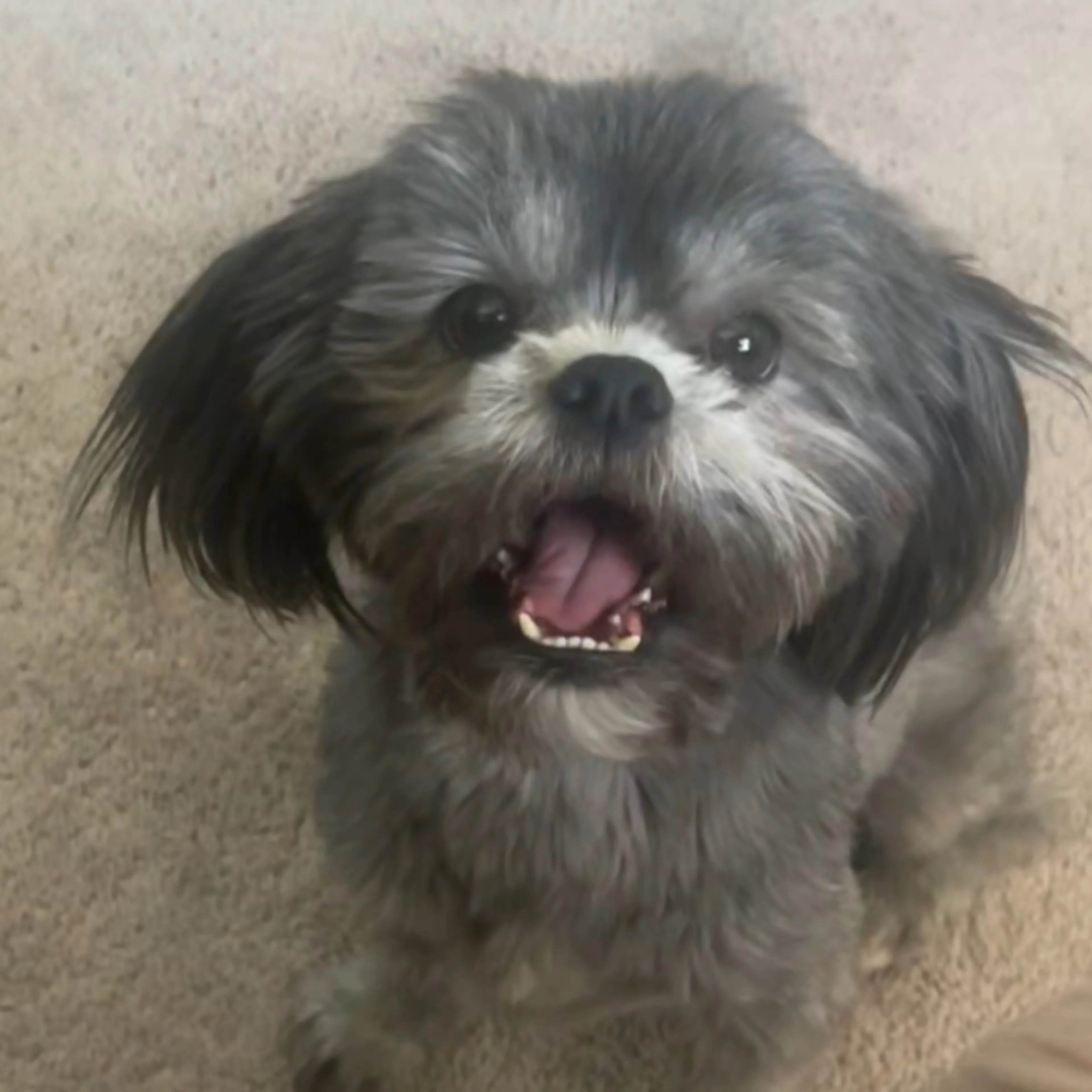 Lost pet-0