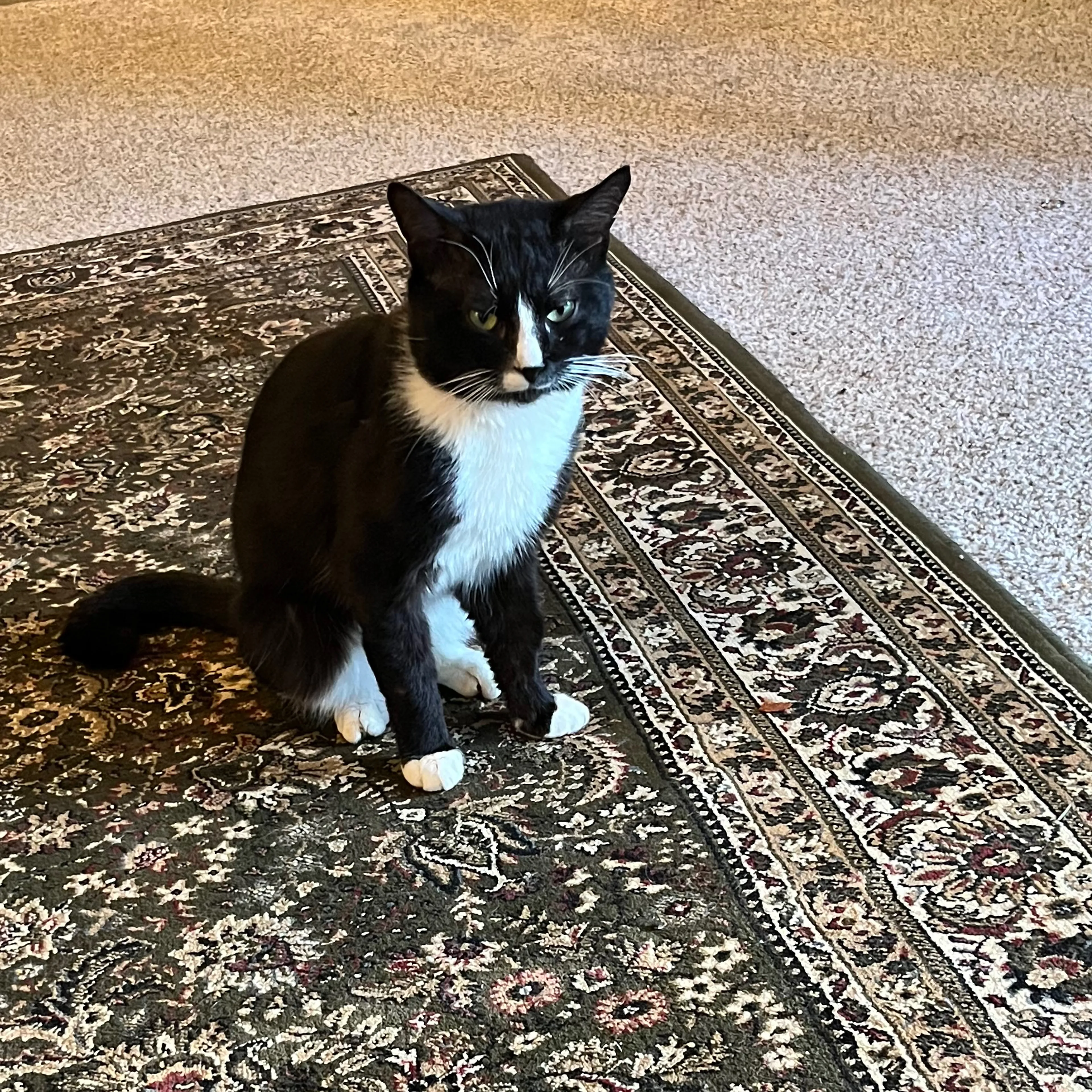 Lost pet-2