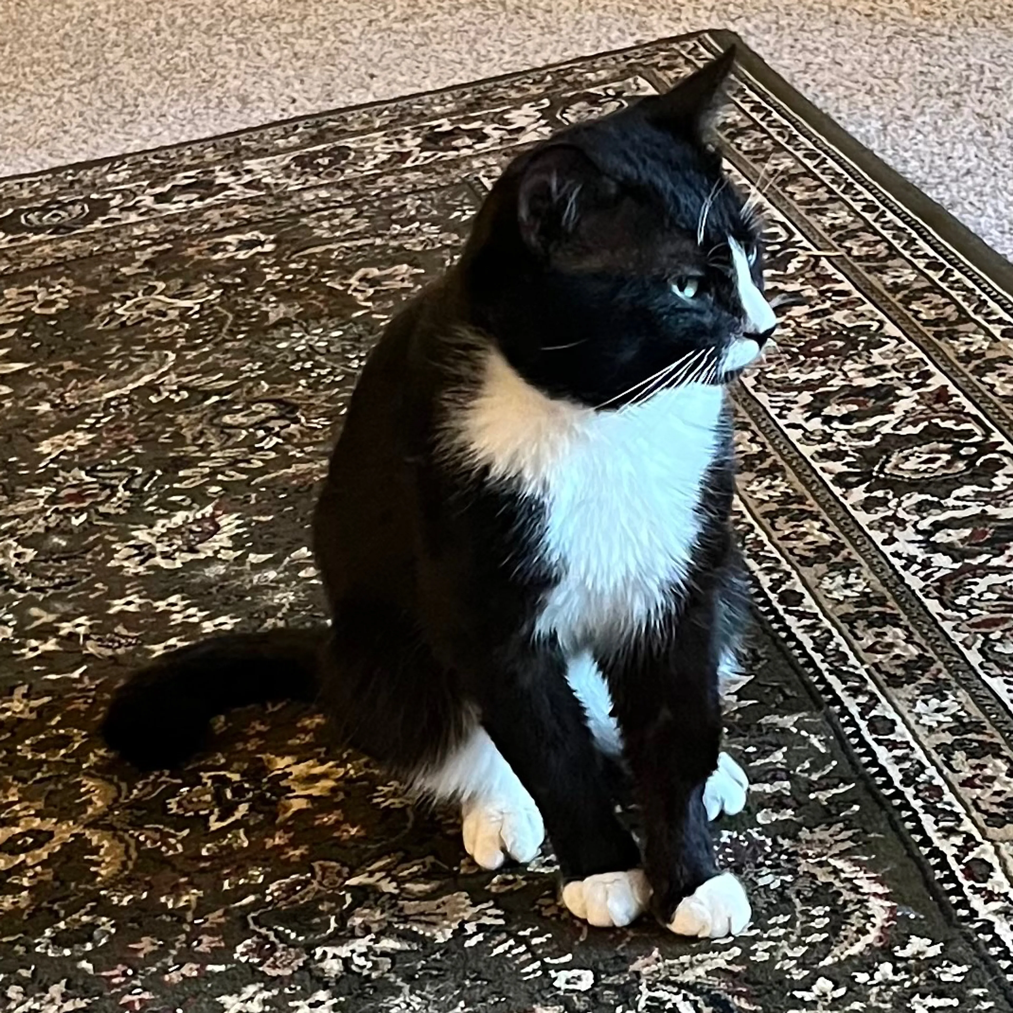 Lost pet-1