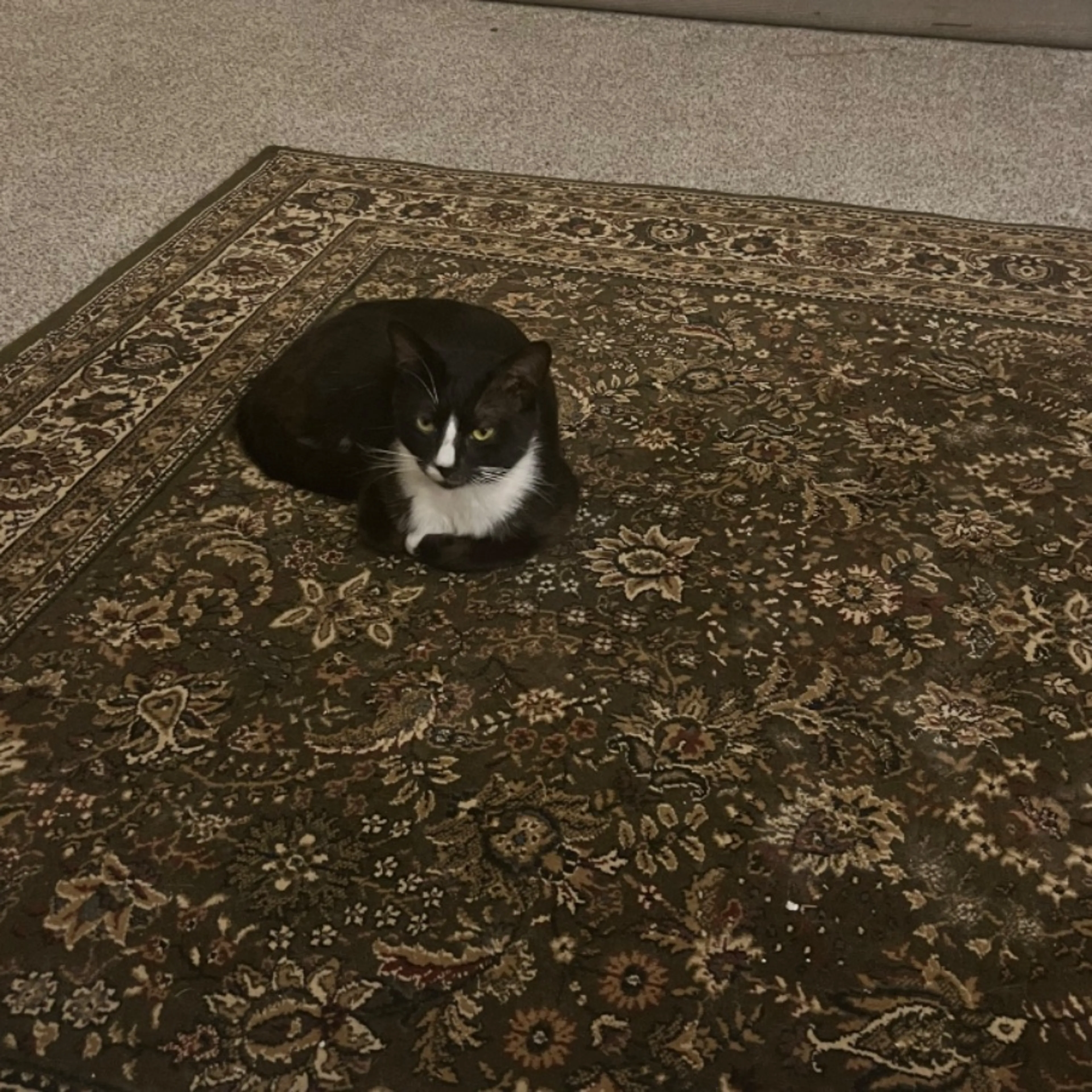 Lost pet-0