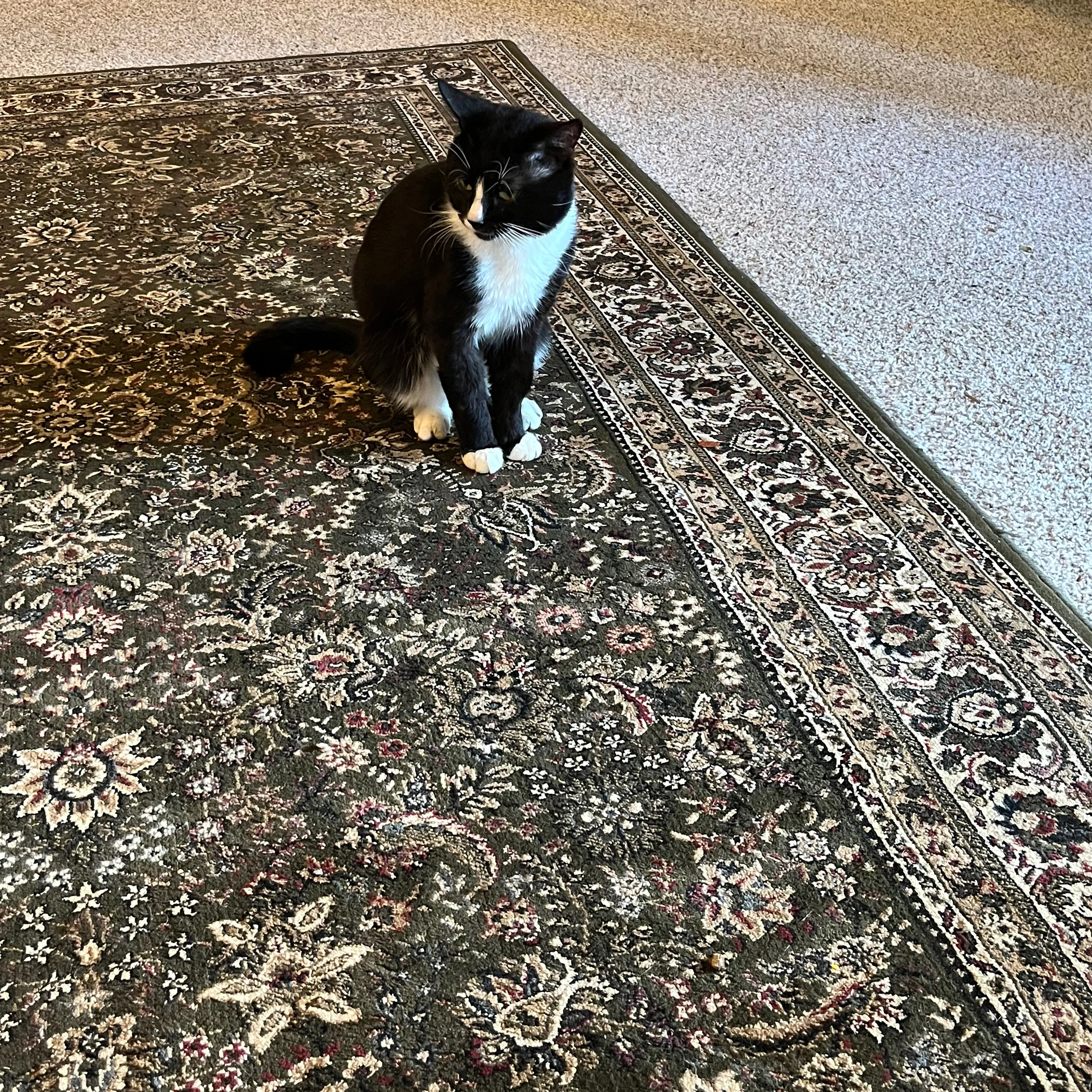 Lost pet-3