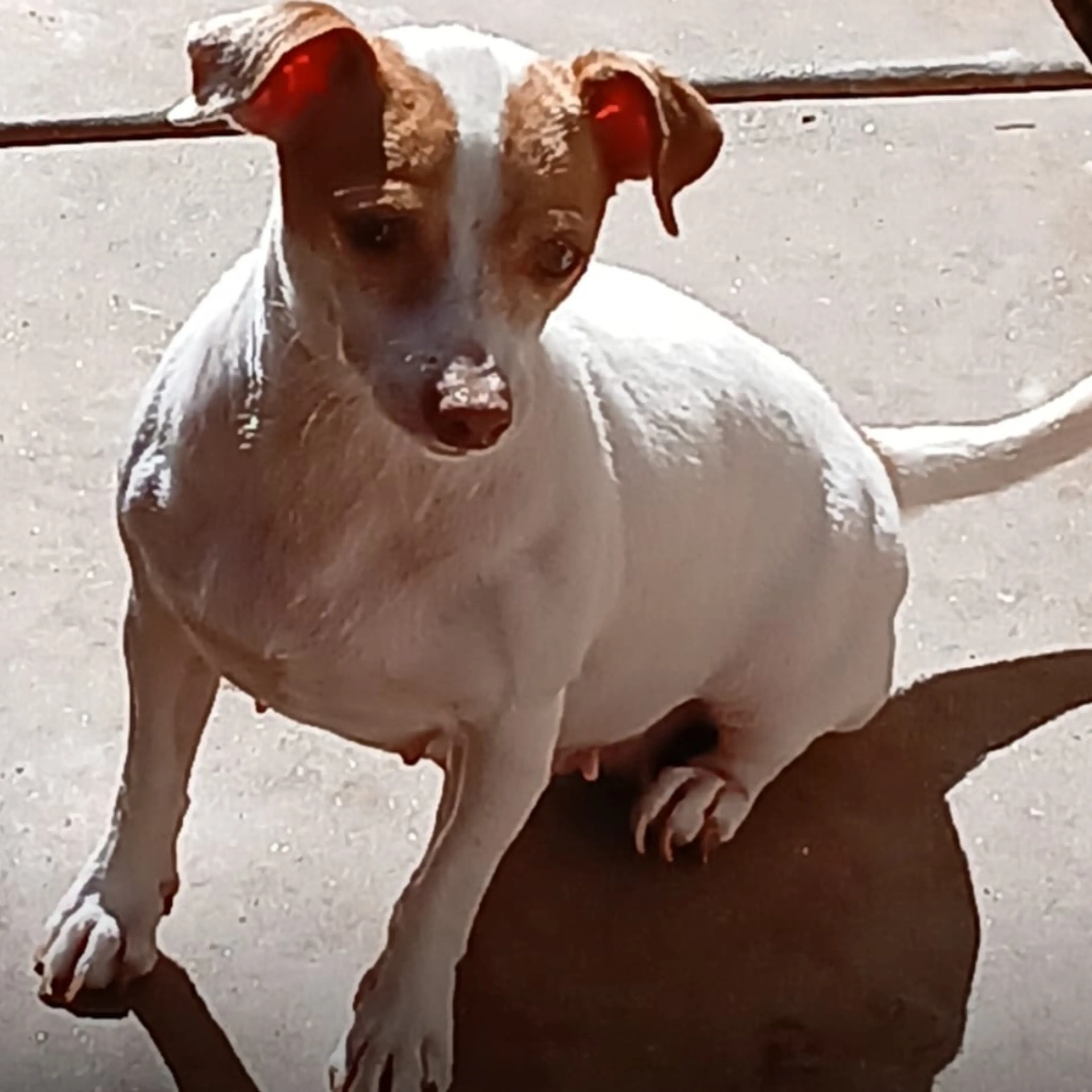 Found pet-2