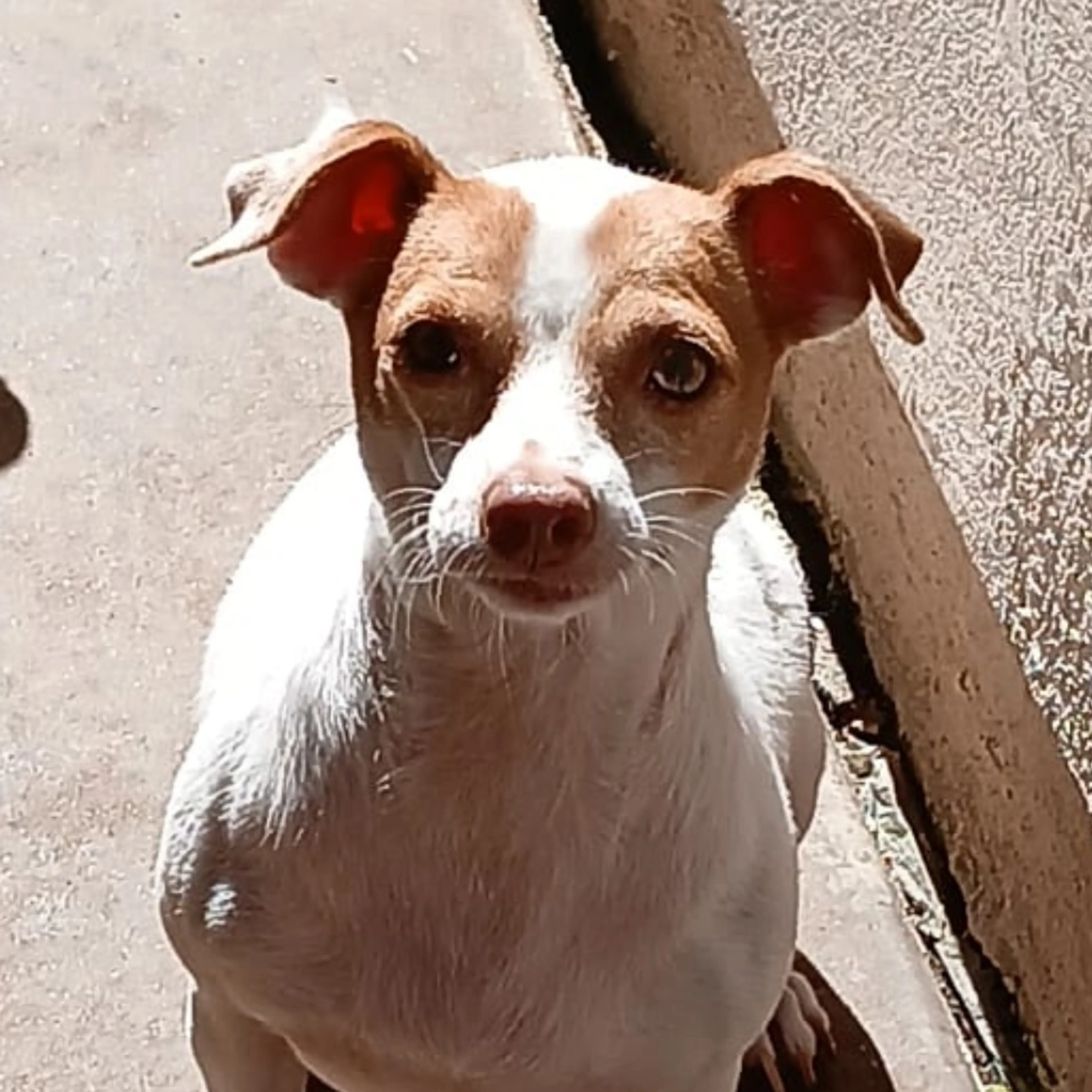 Found pet-1