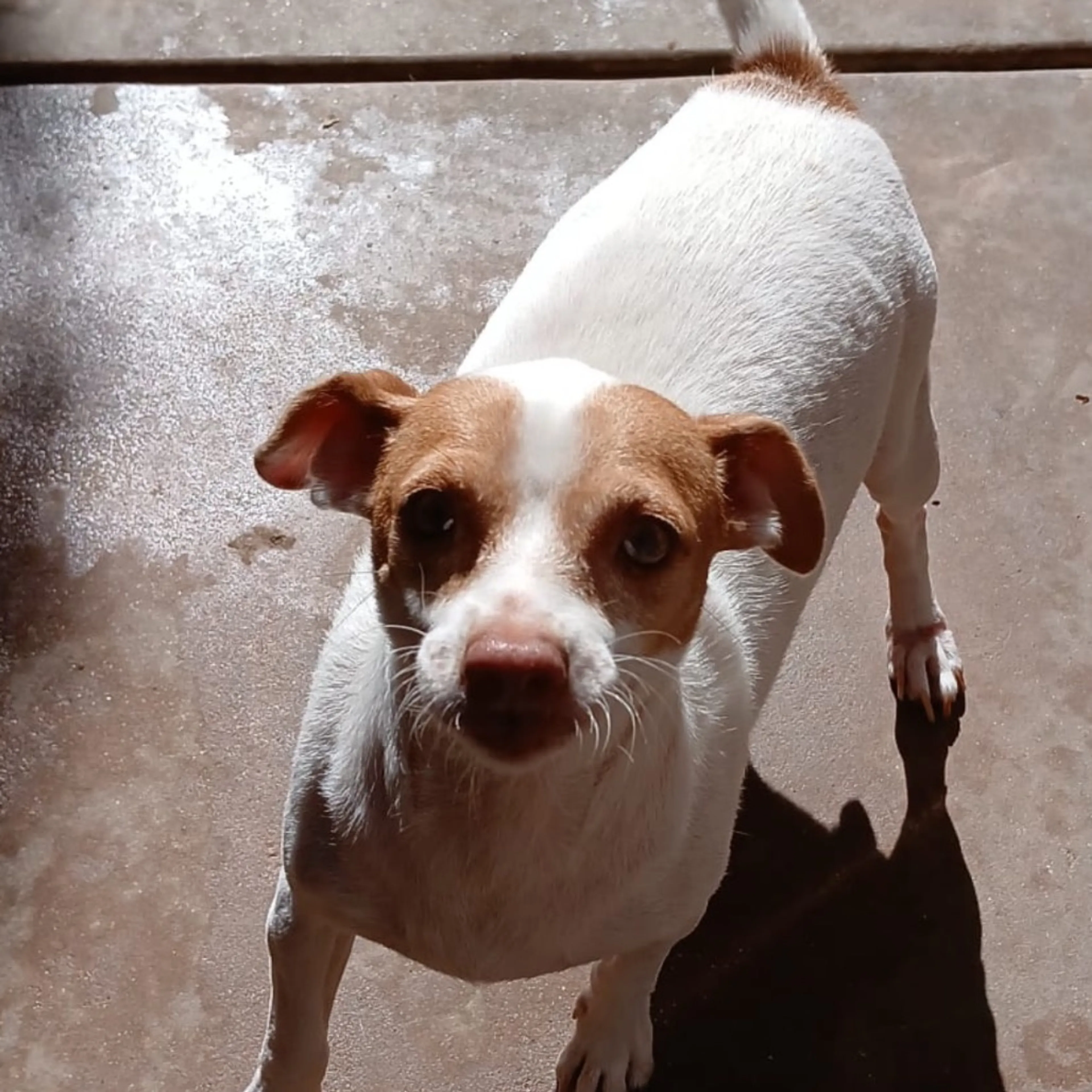 Found pet-3