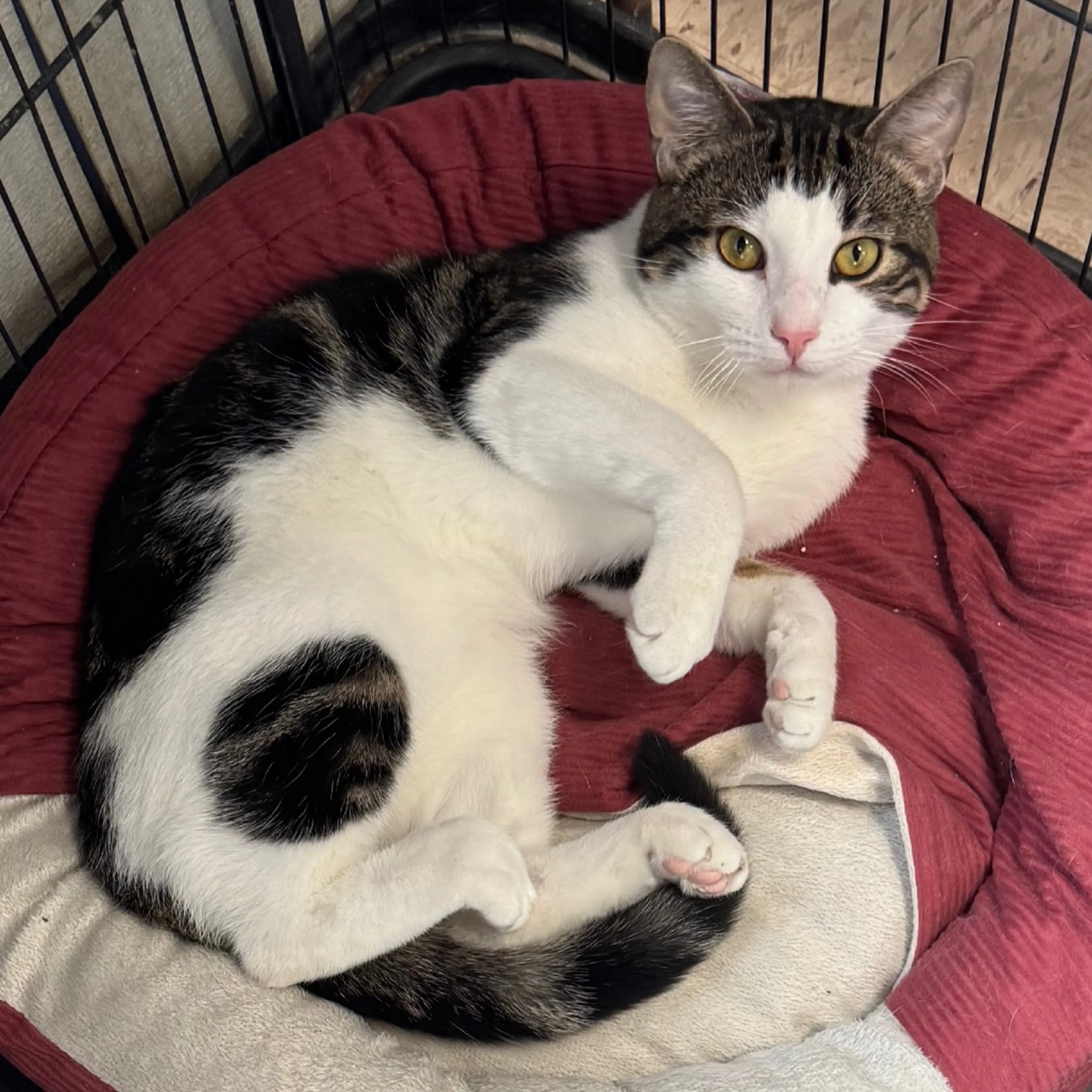 Found pet-4