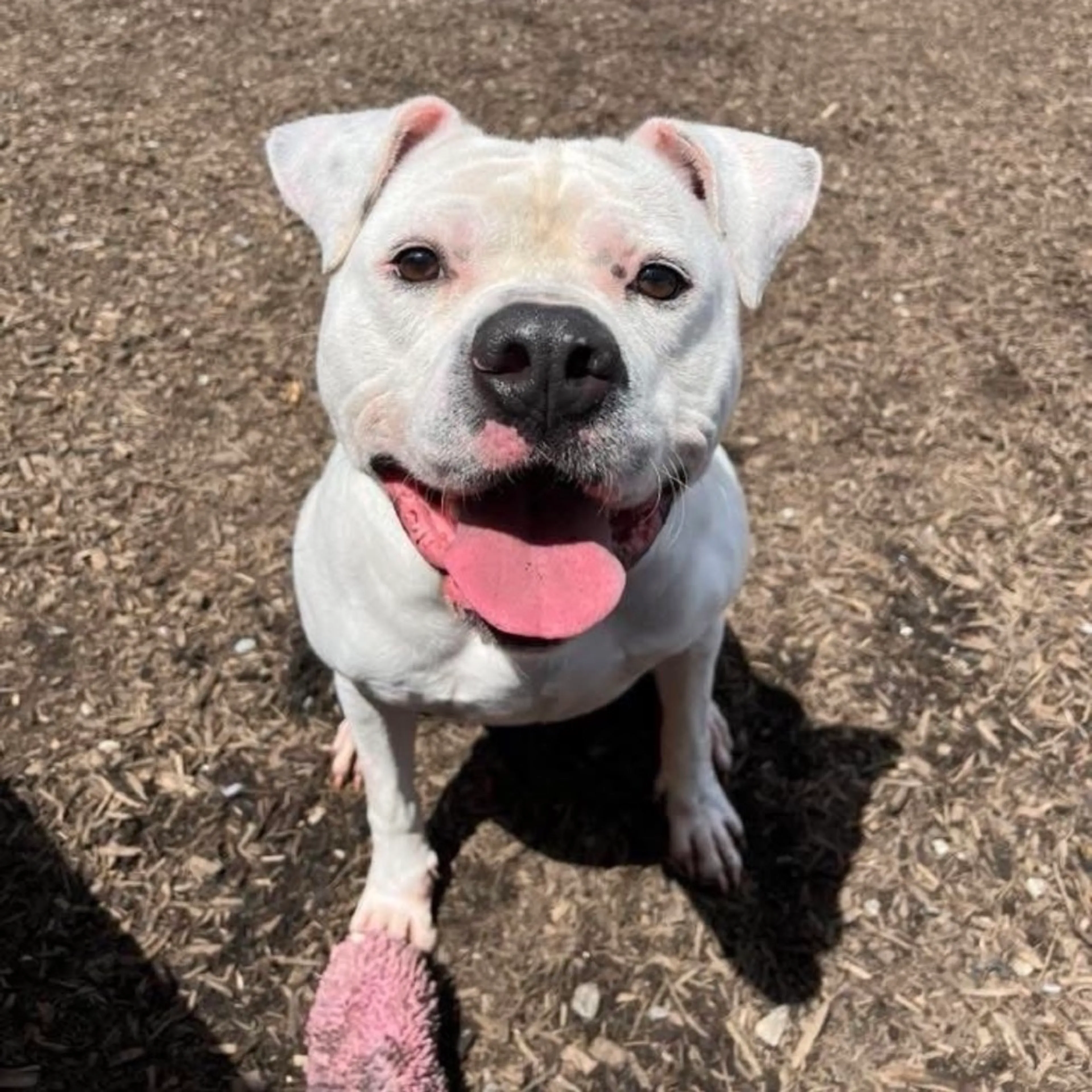 Found pet-29
