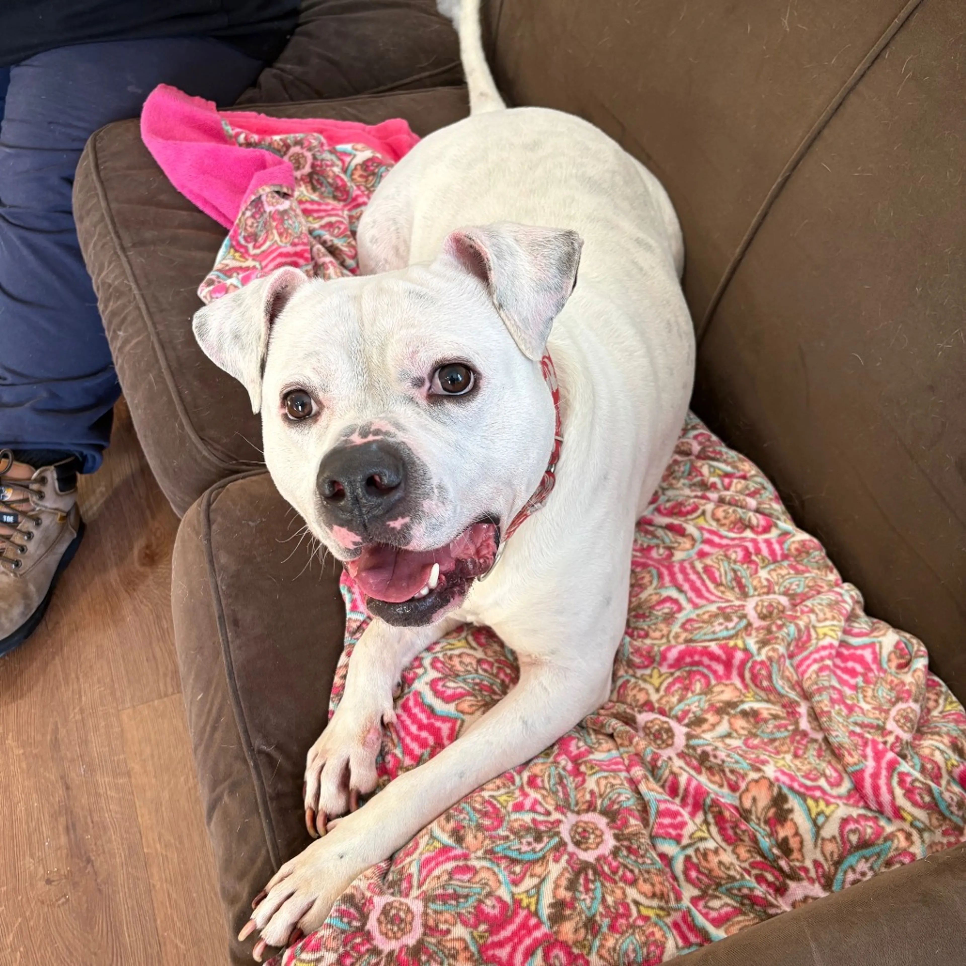 Found pet-31
