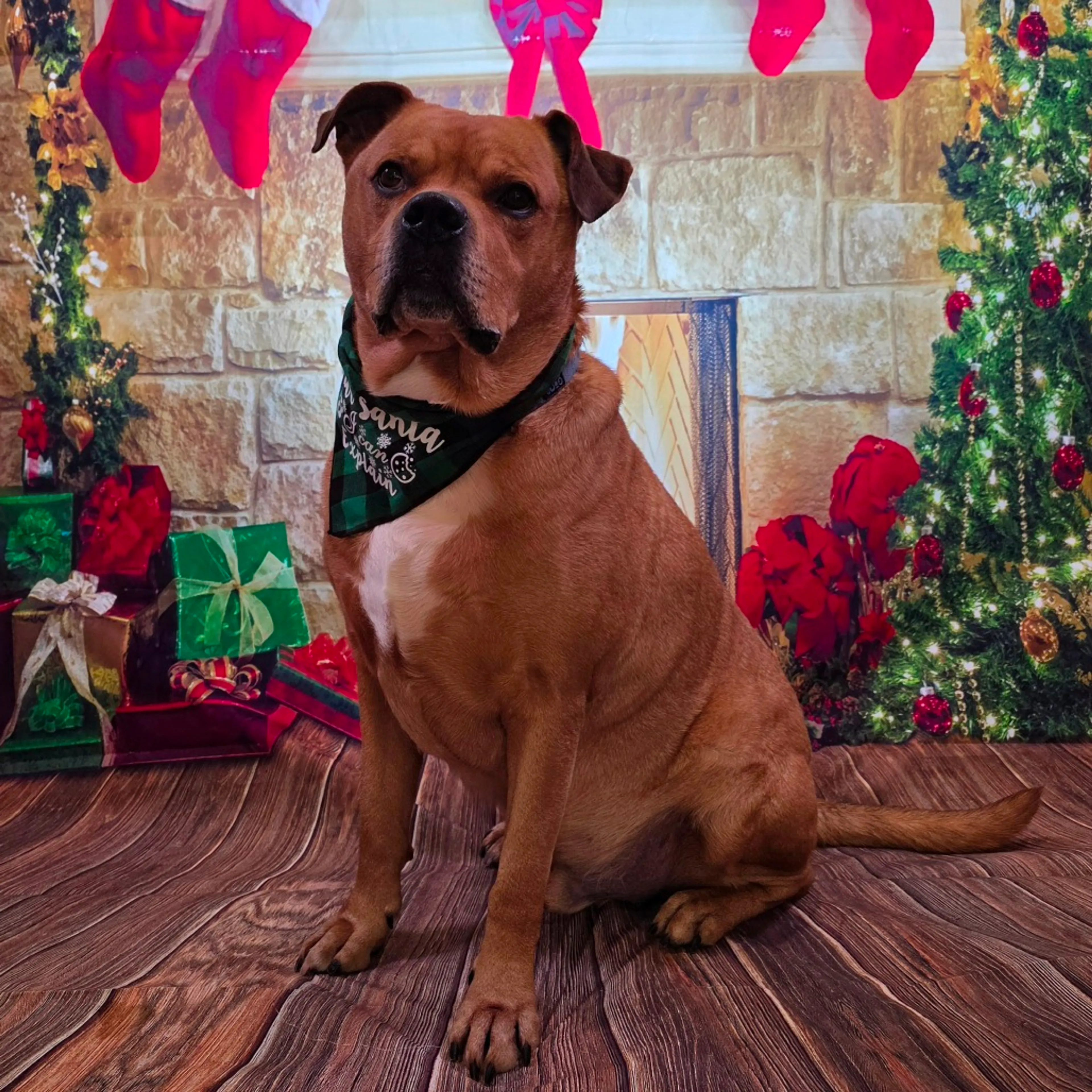 Found pet-19