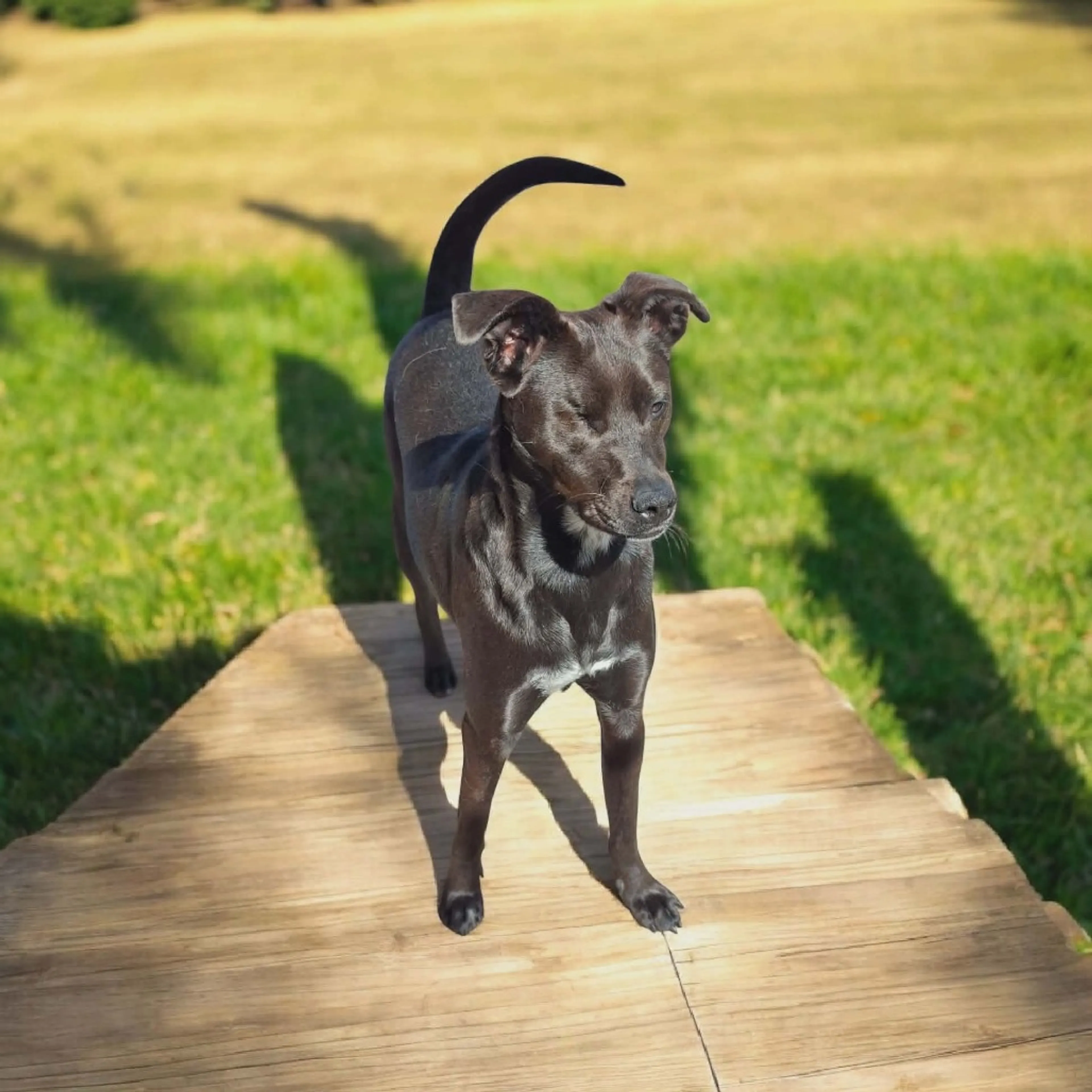 Found pet-4