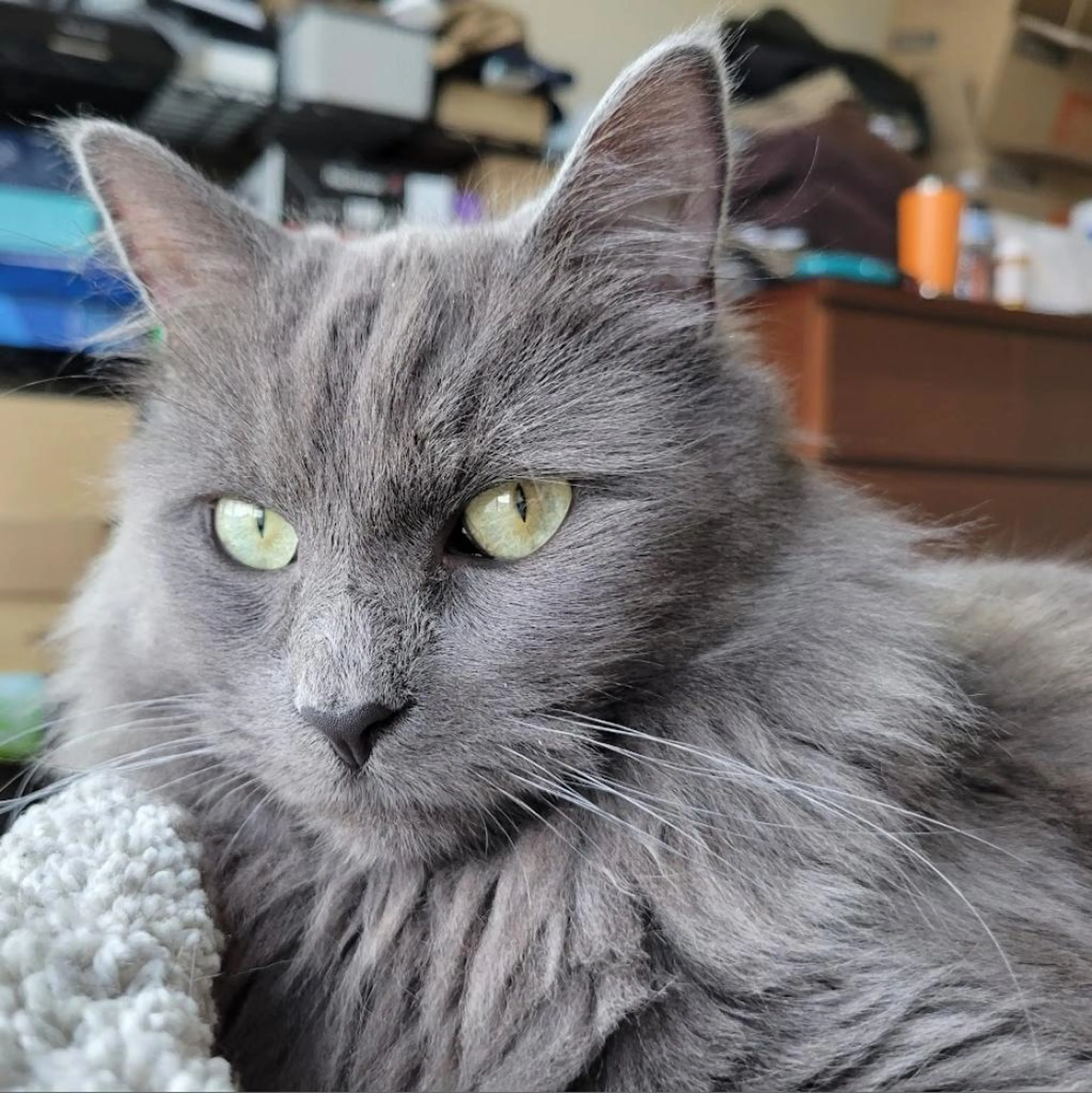 Found pet-0