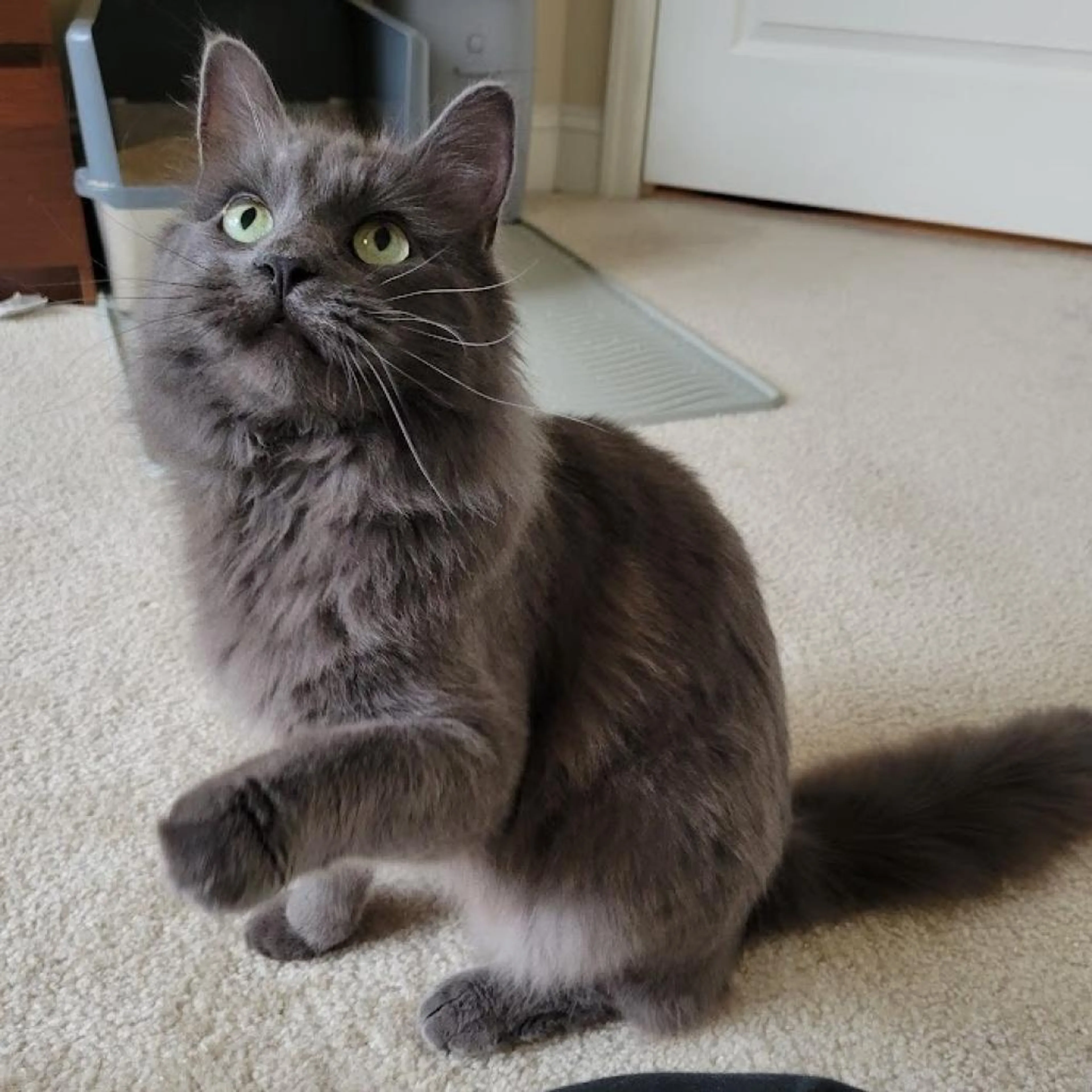 Found pet-2