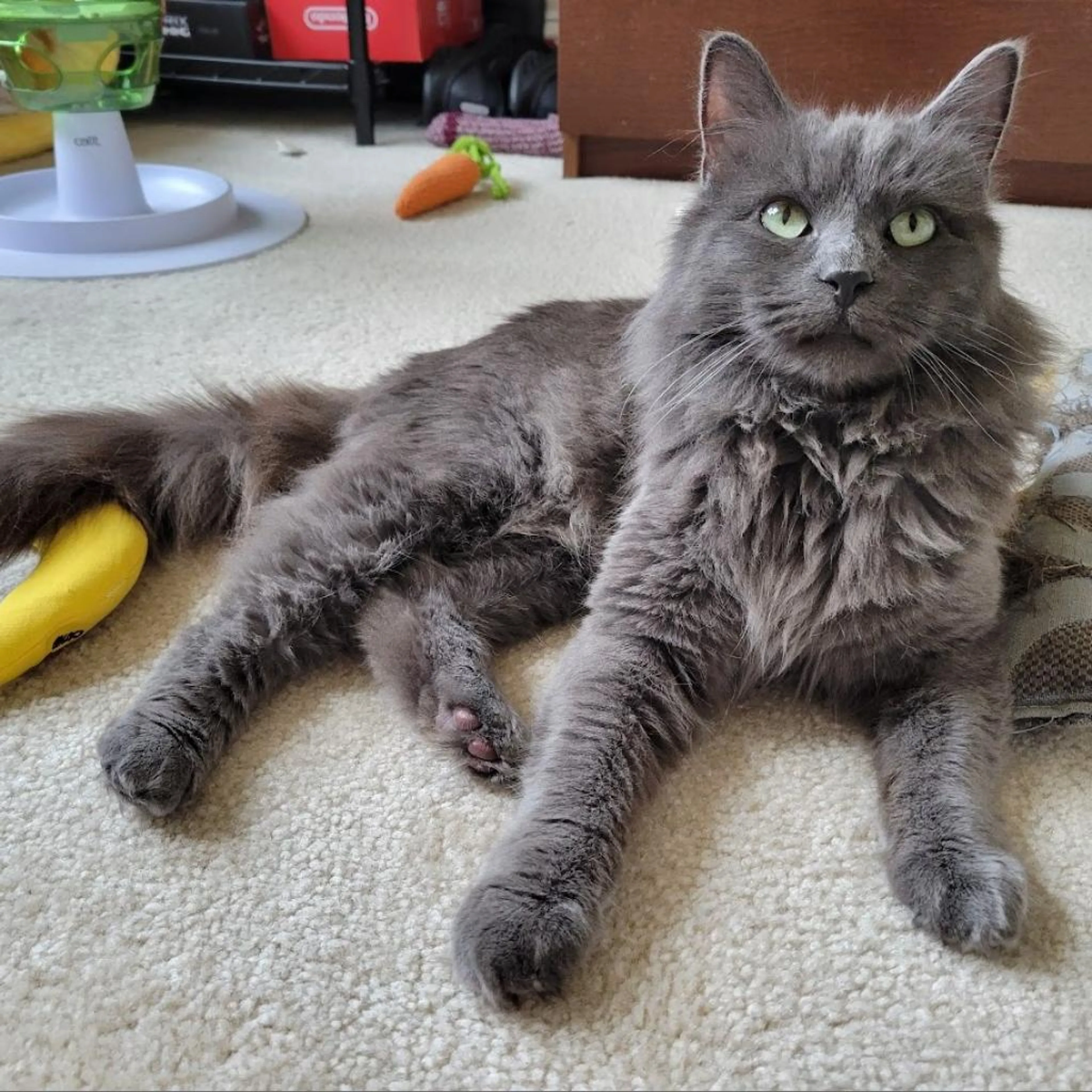 Found pet-3