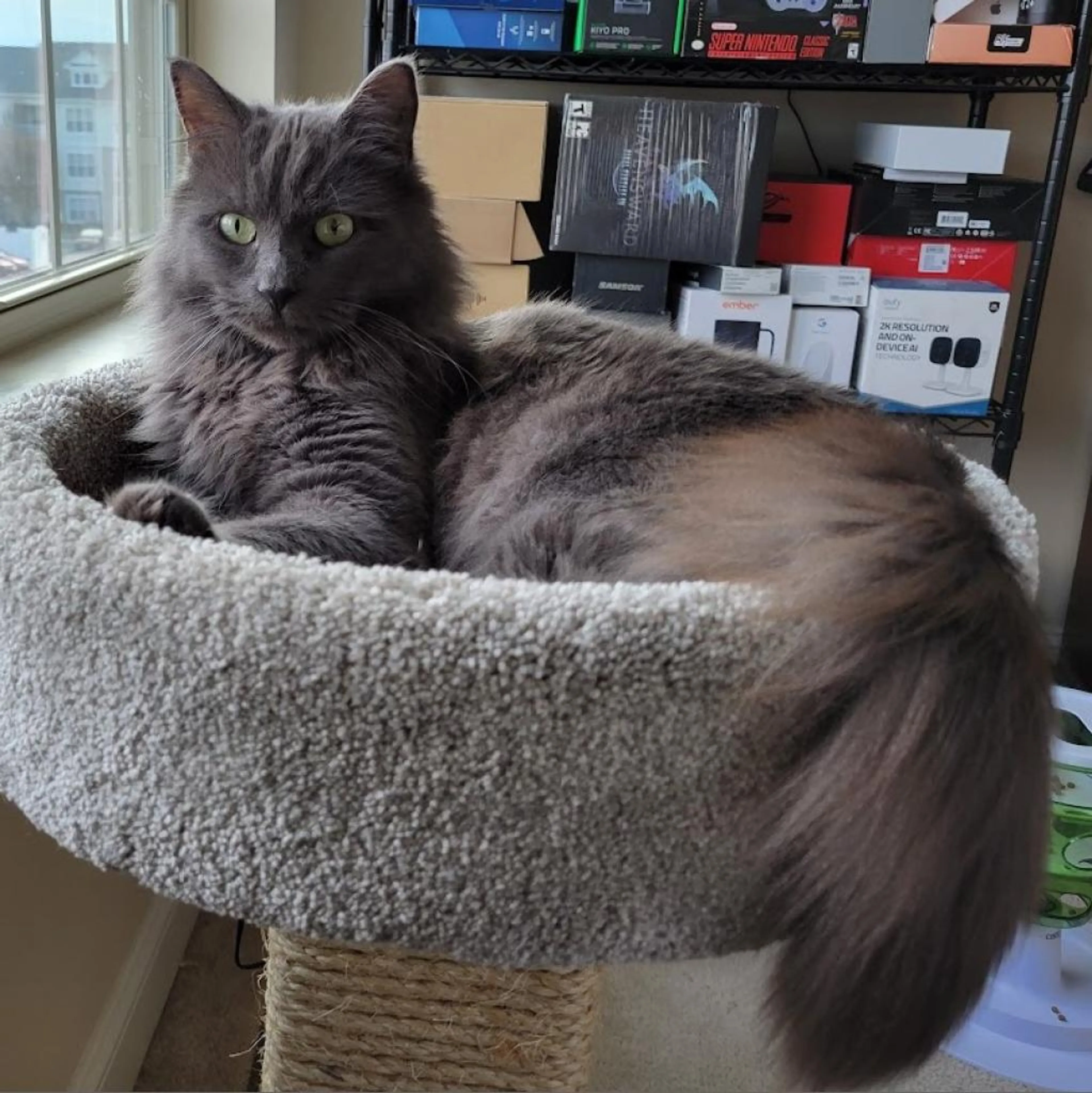Found pet-1