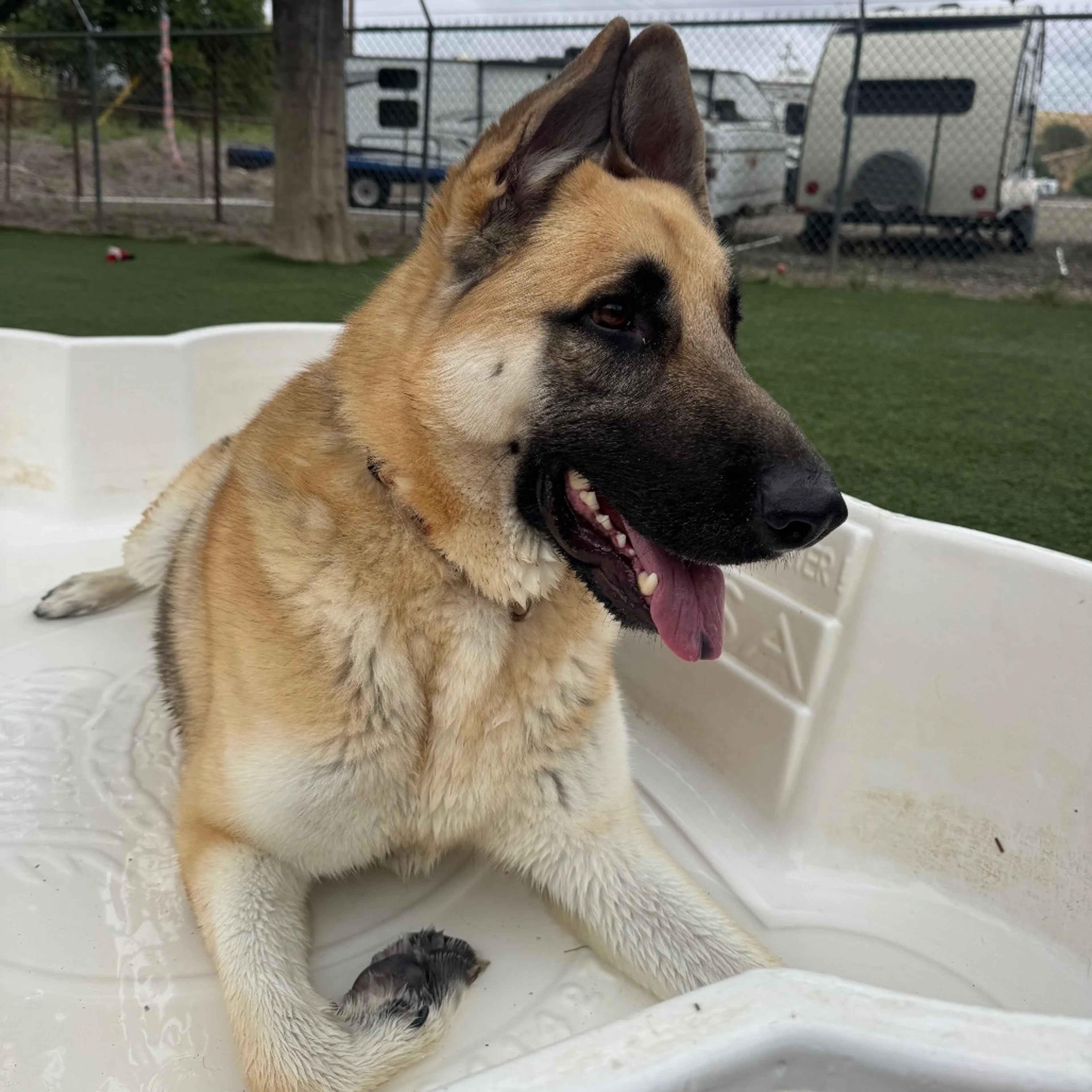 Found pet-4