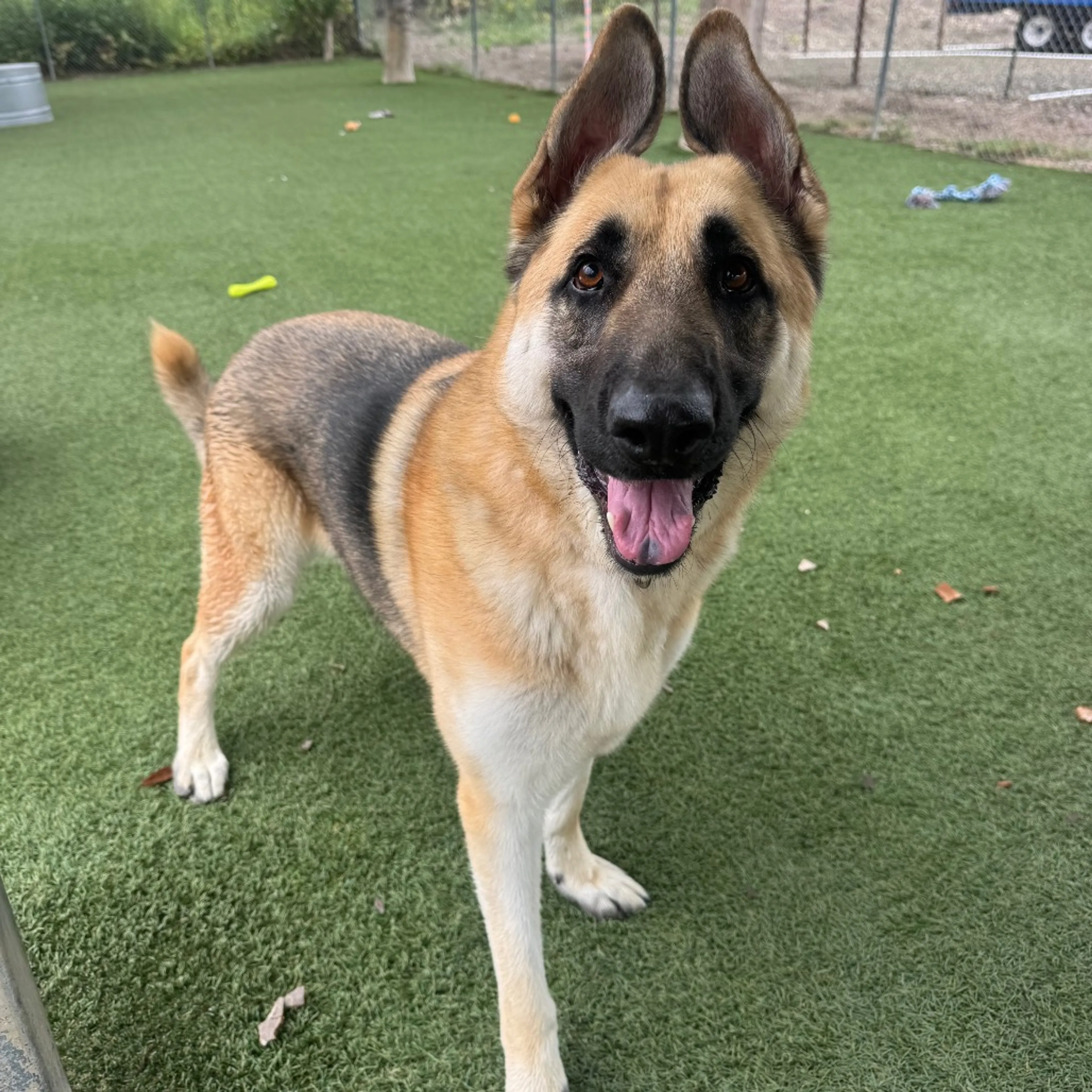Found pet-8