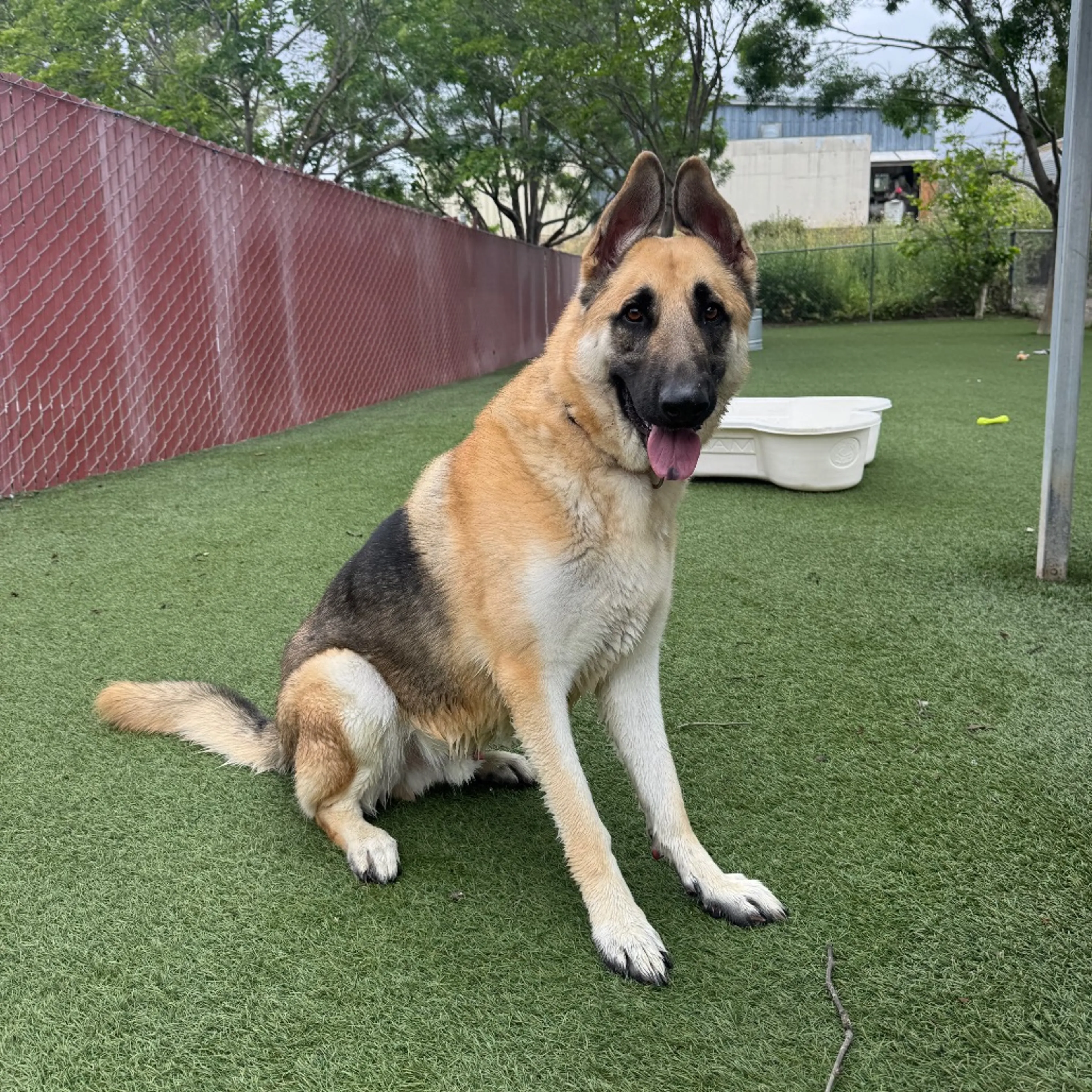 Found pet-6