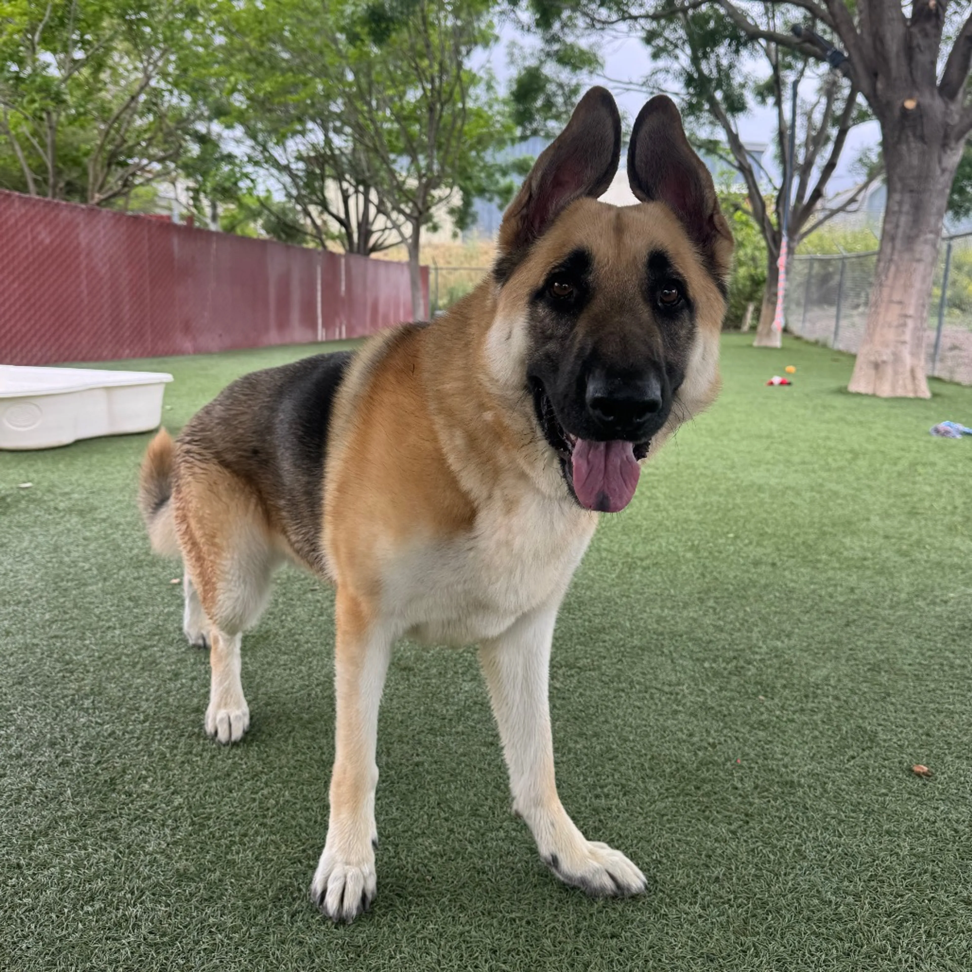 Found pet-7