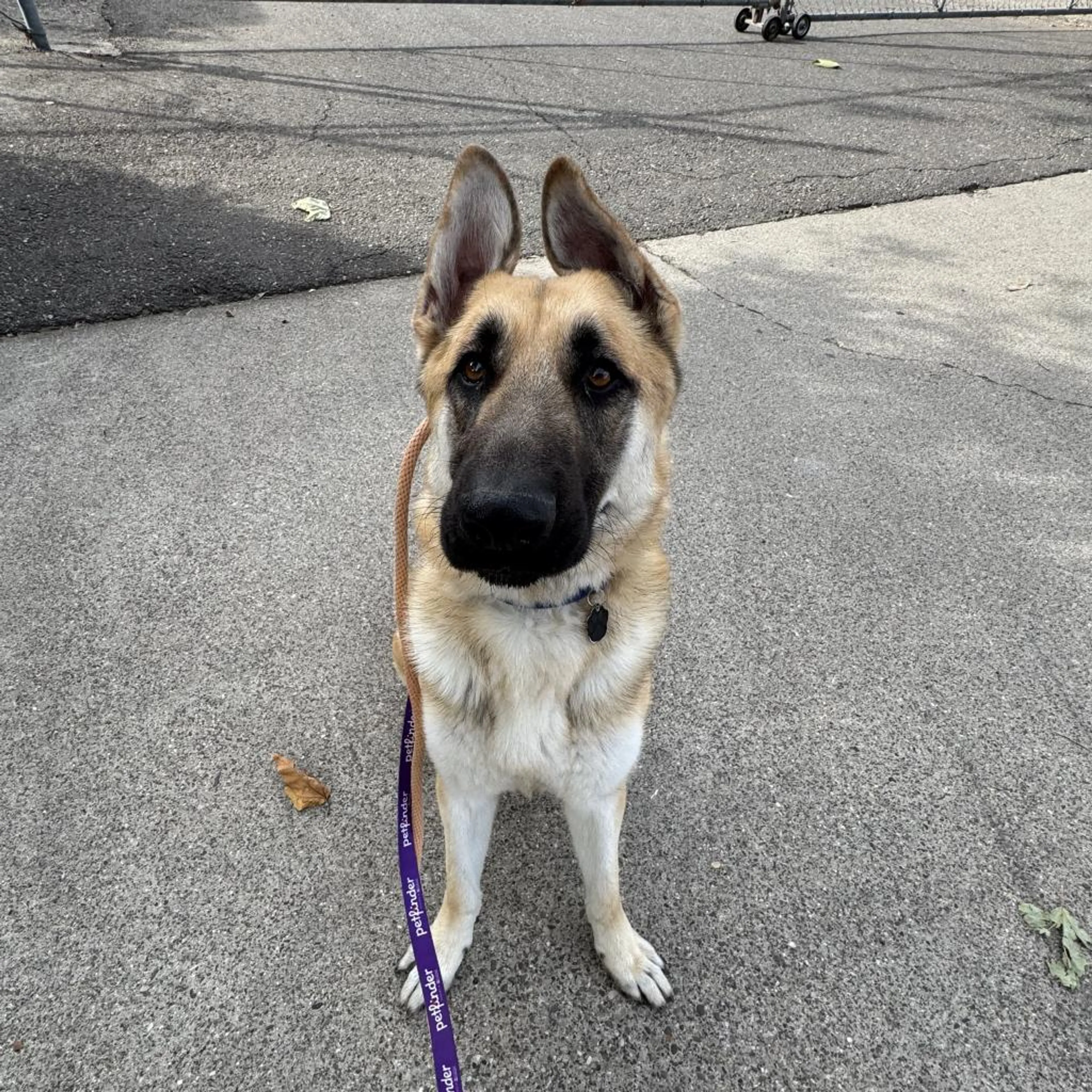 Found pet-2
