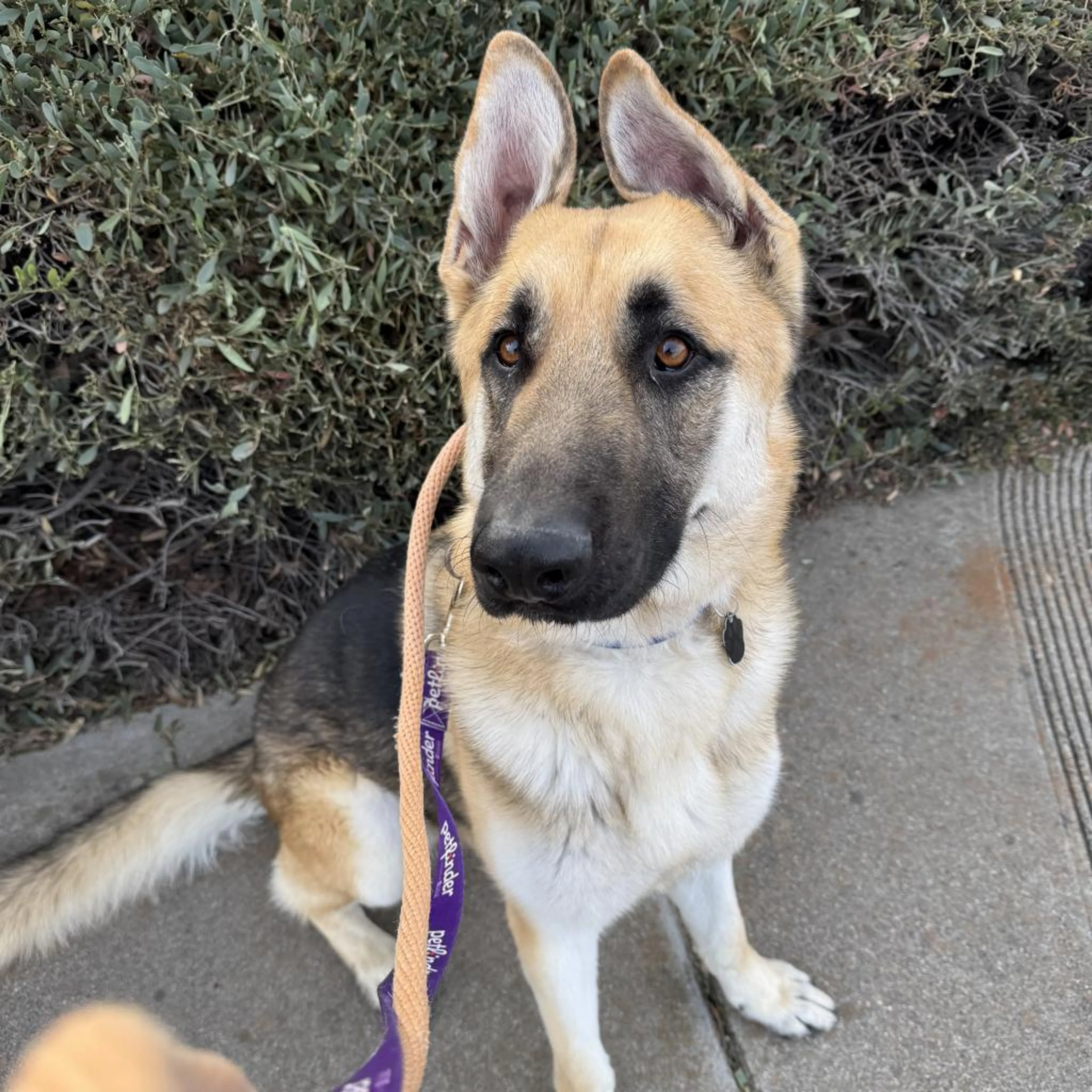 Found pet-1