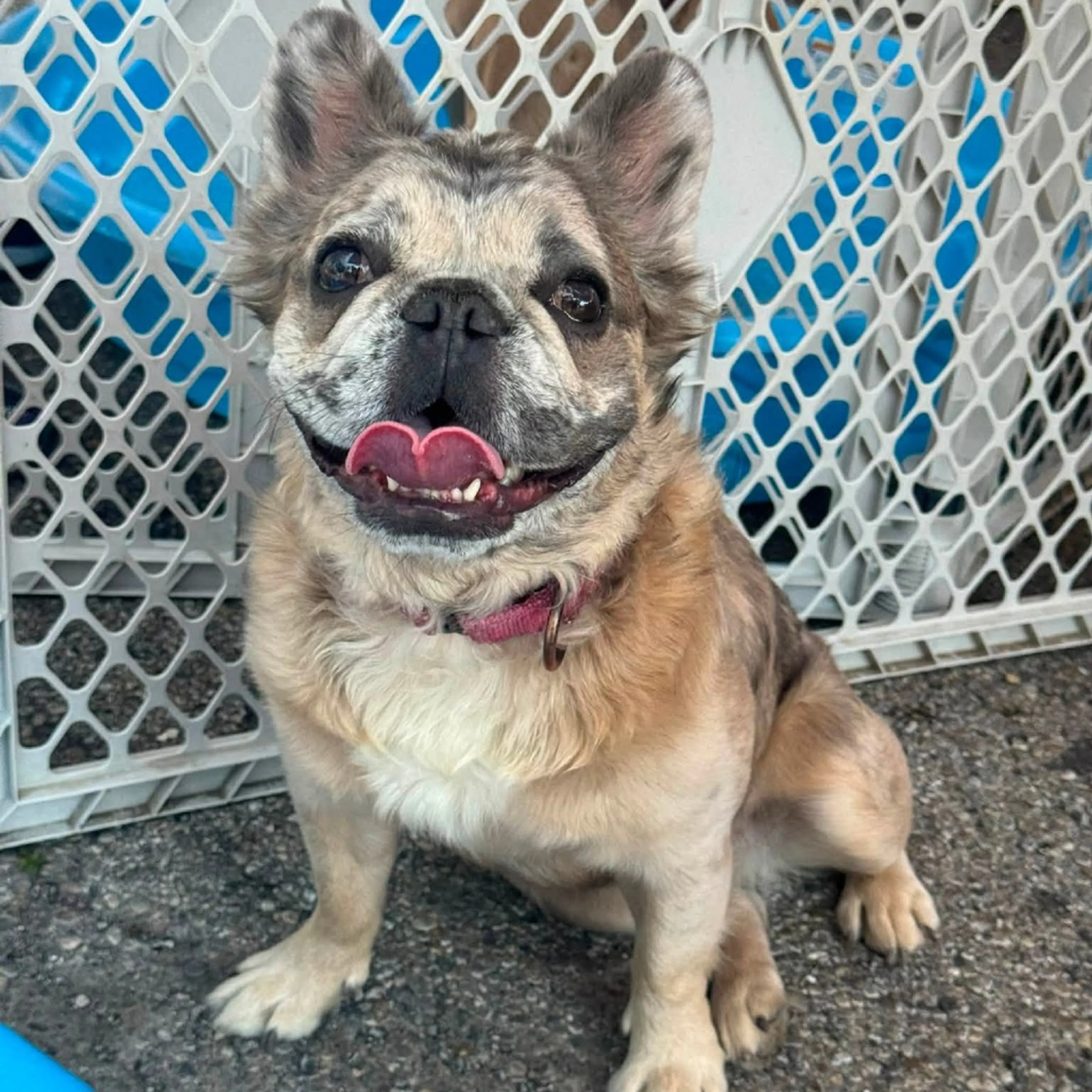 cdn image