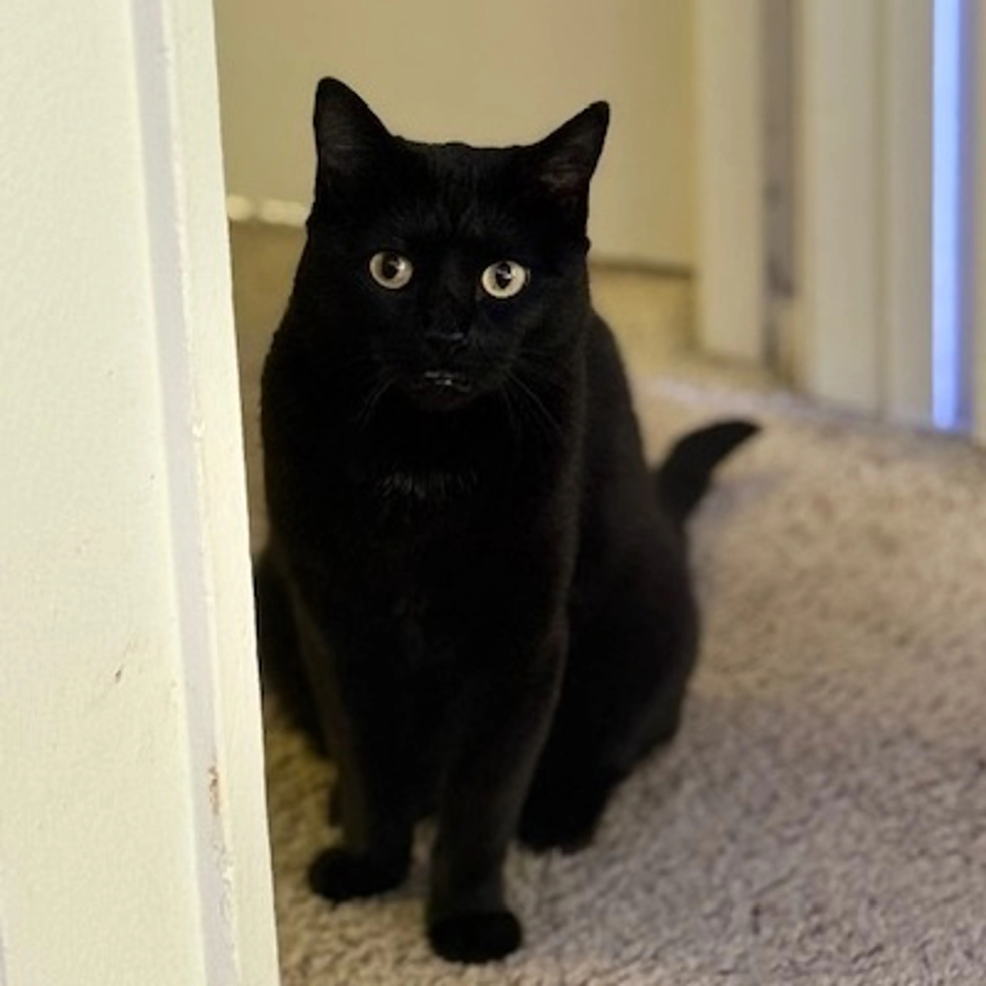 Found pet-2