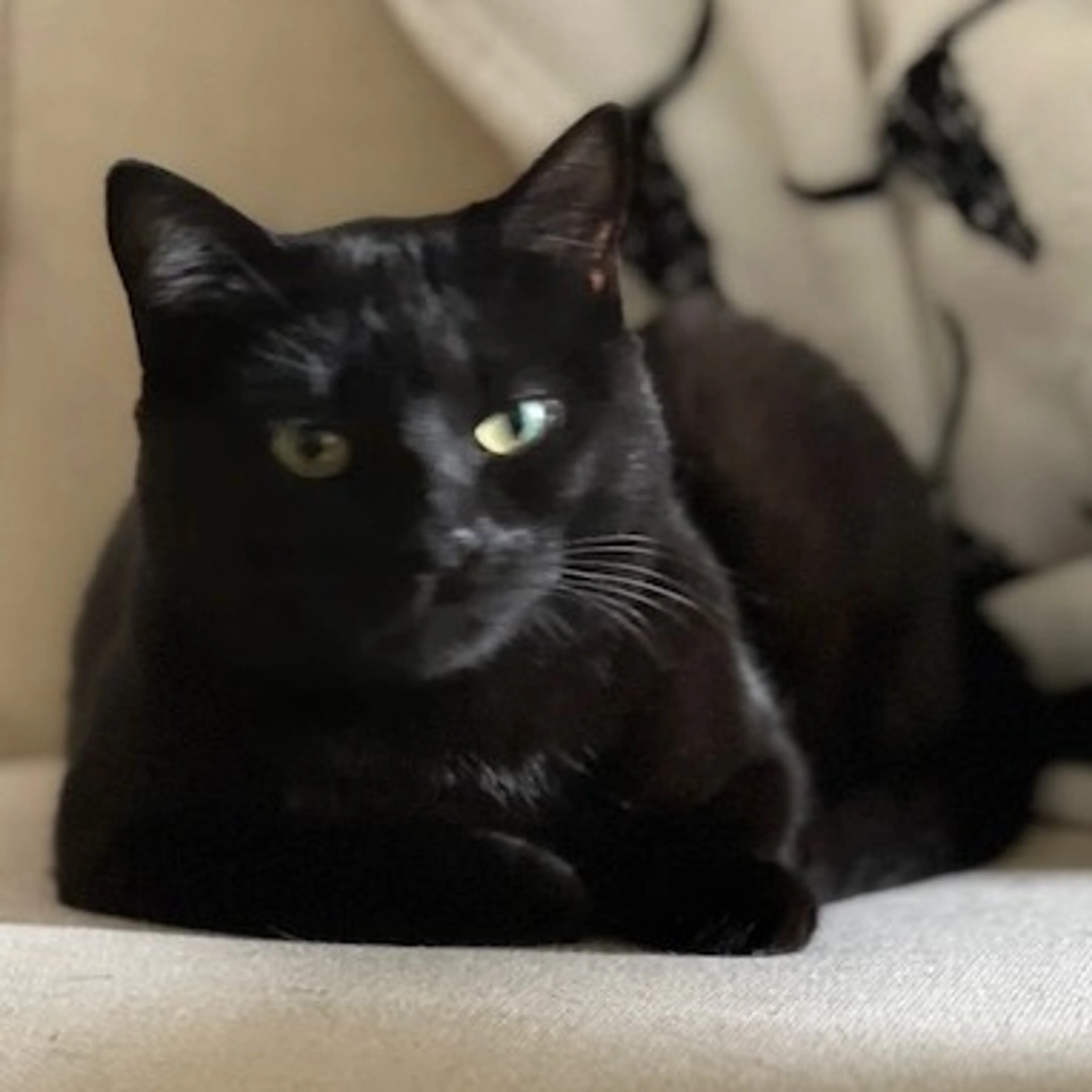 Found pet-0