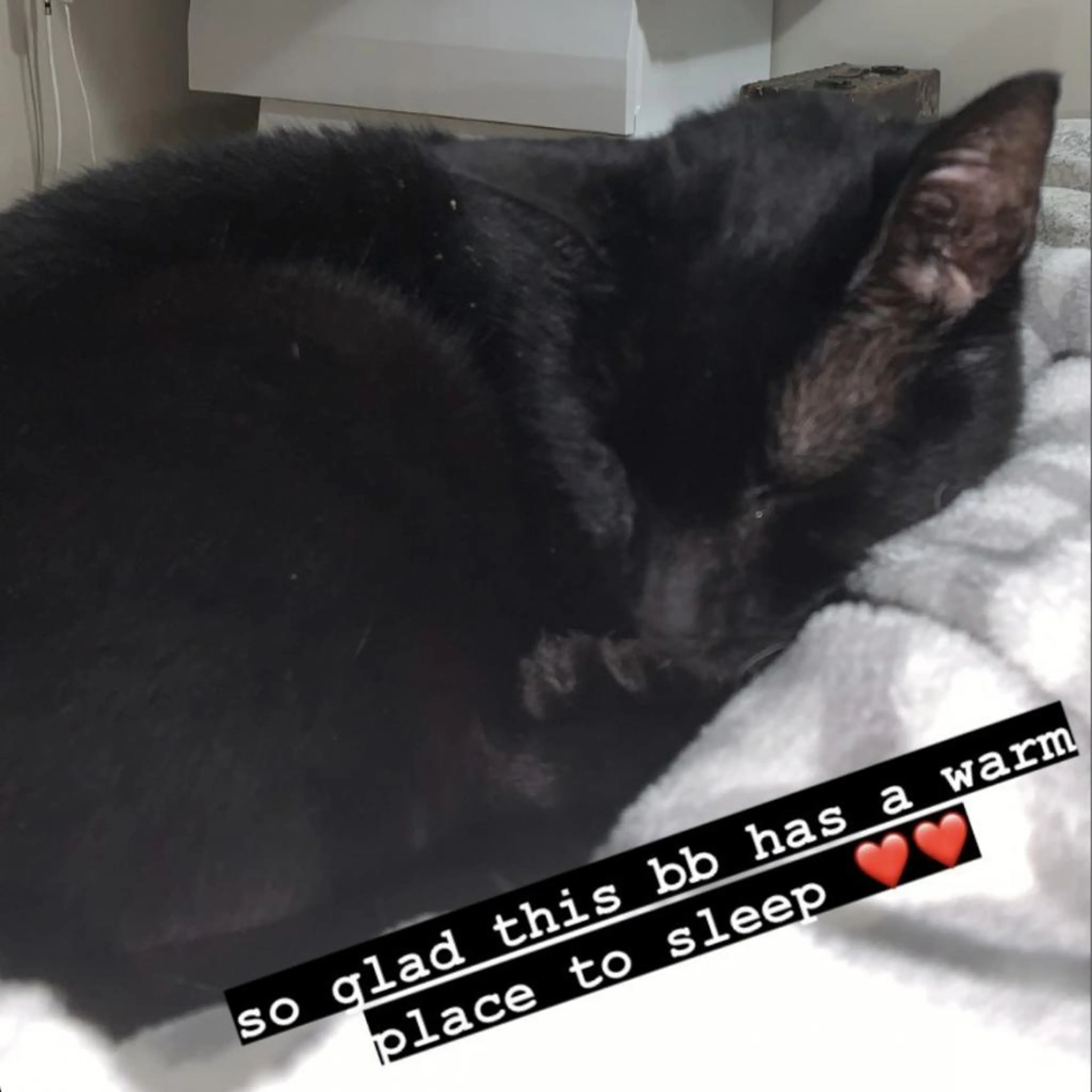 Found pet-2