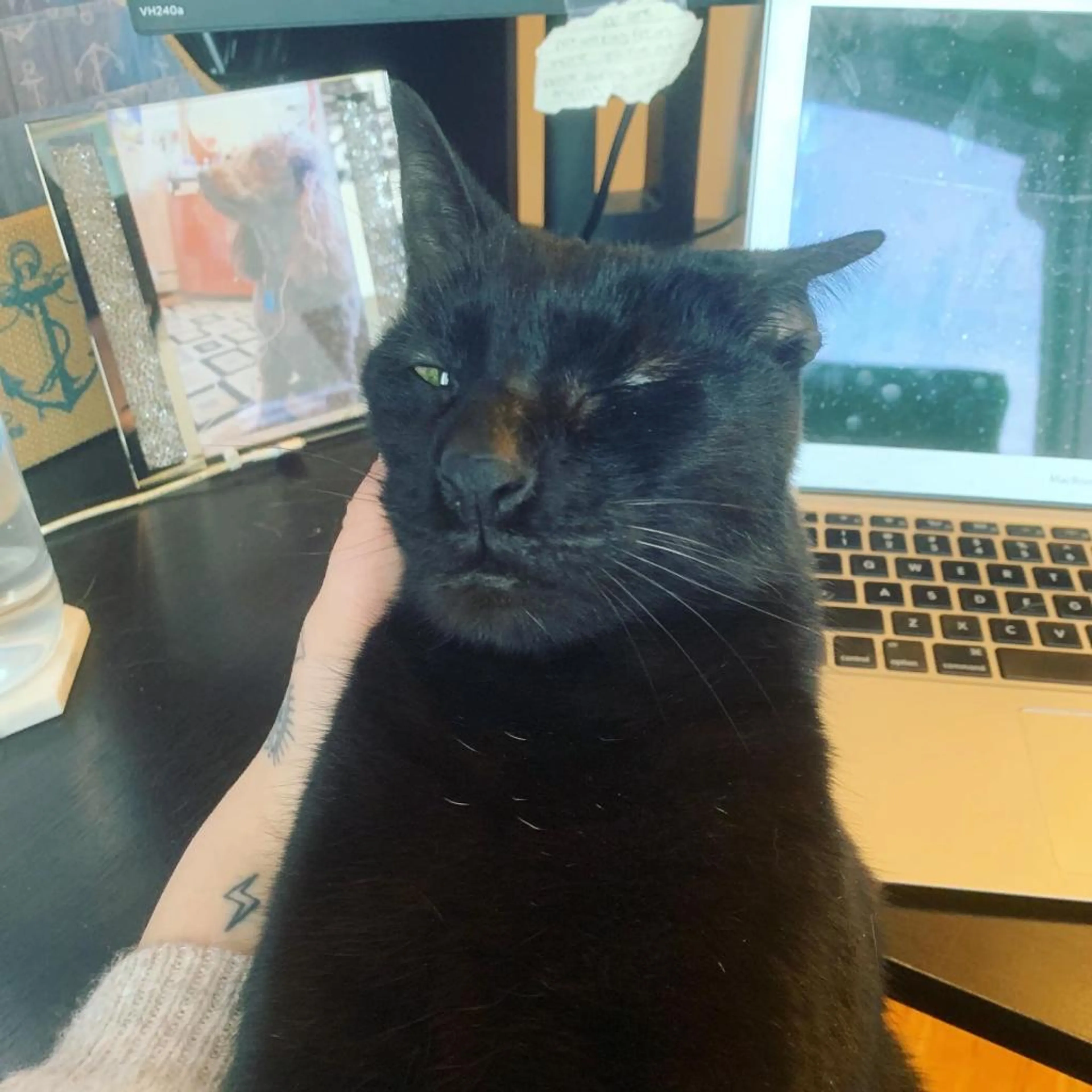 Found pet-1
