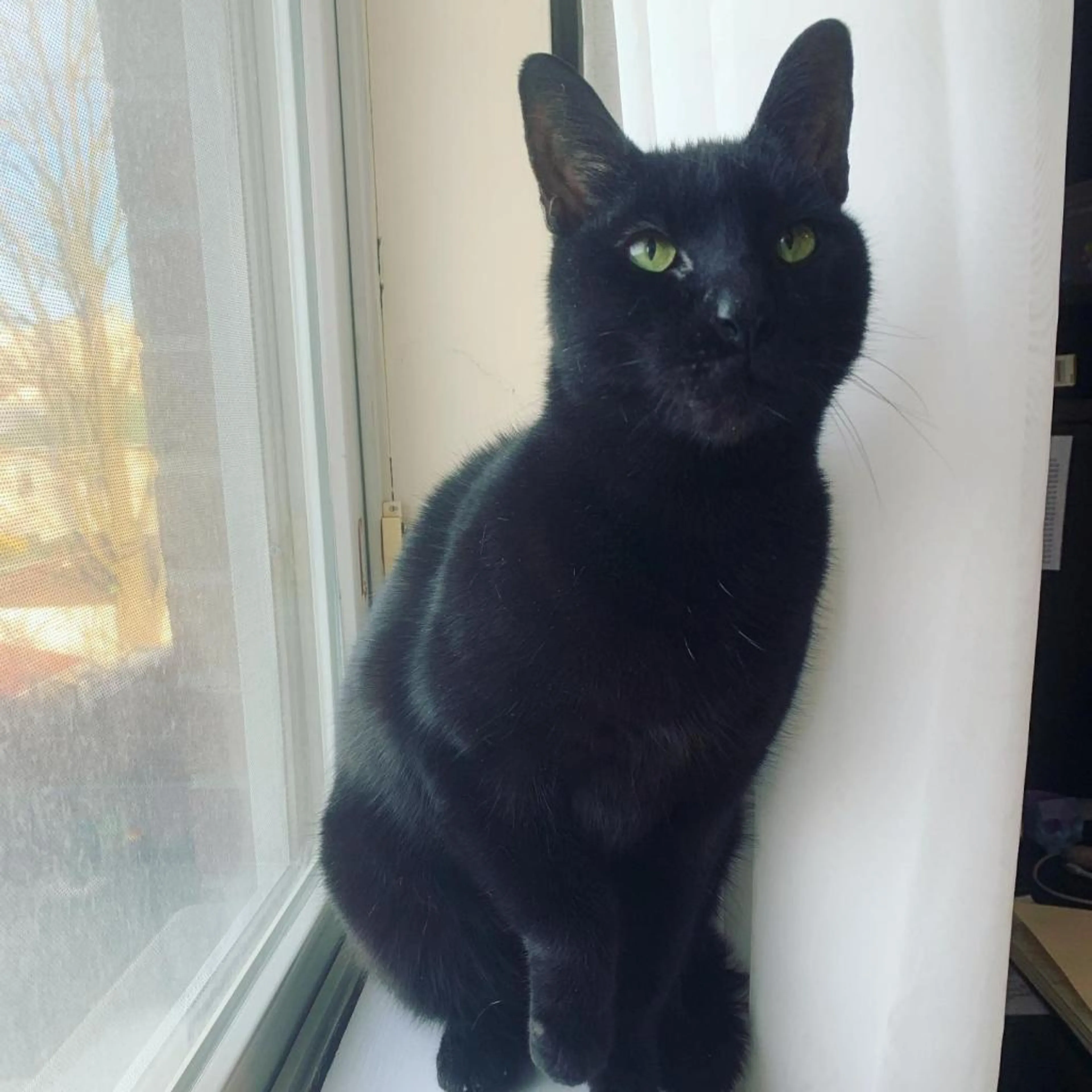 Found pet-5