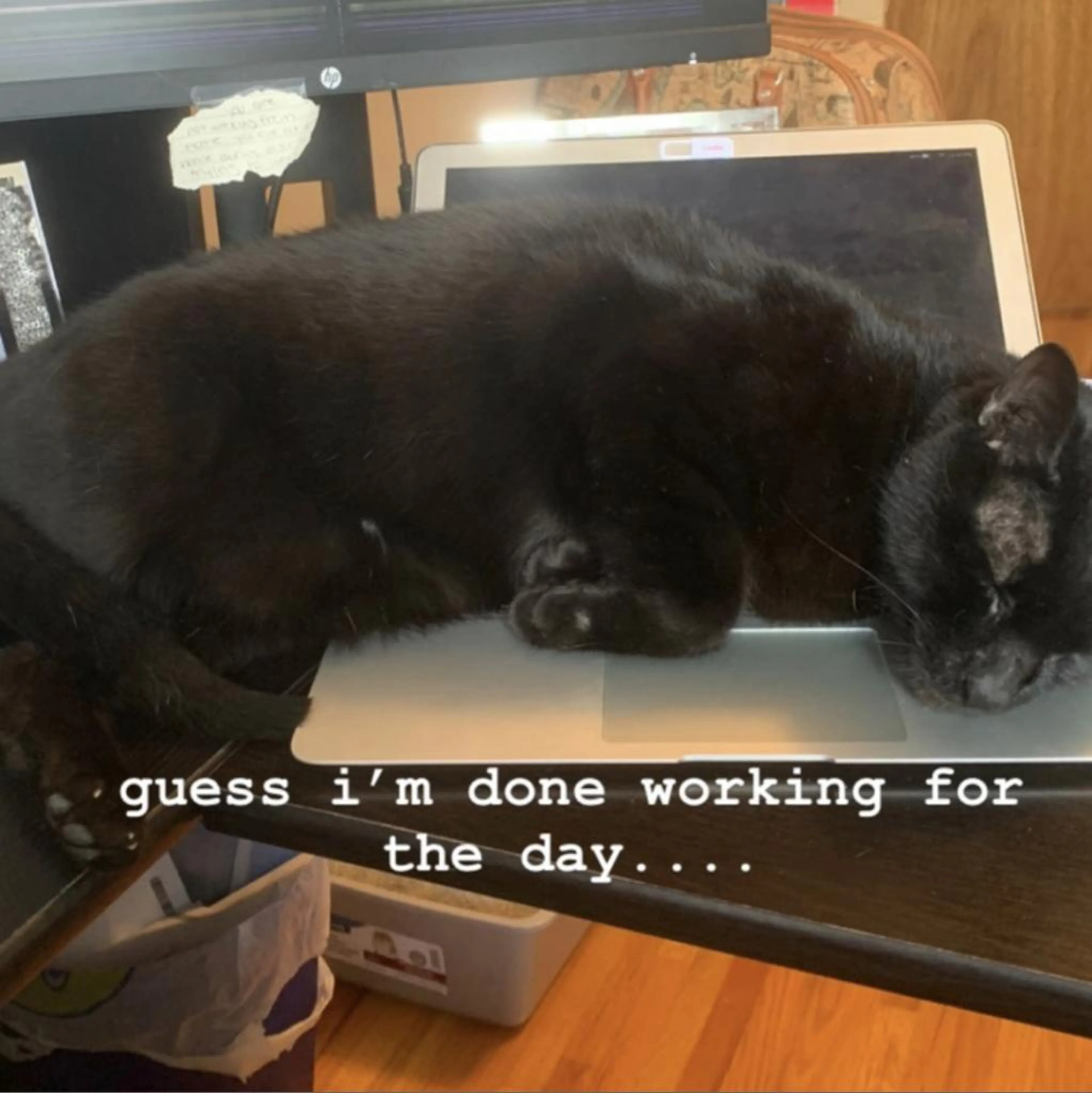 Found pet-3