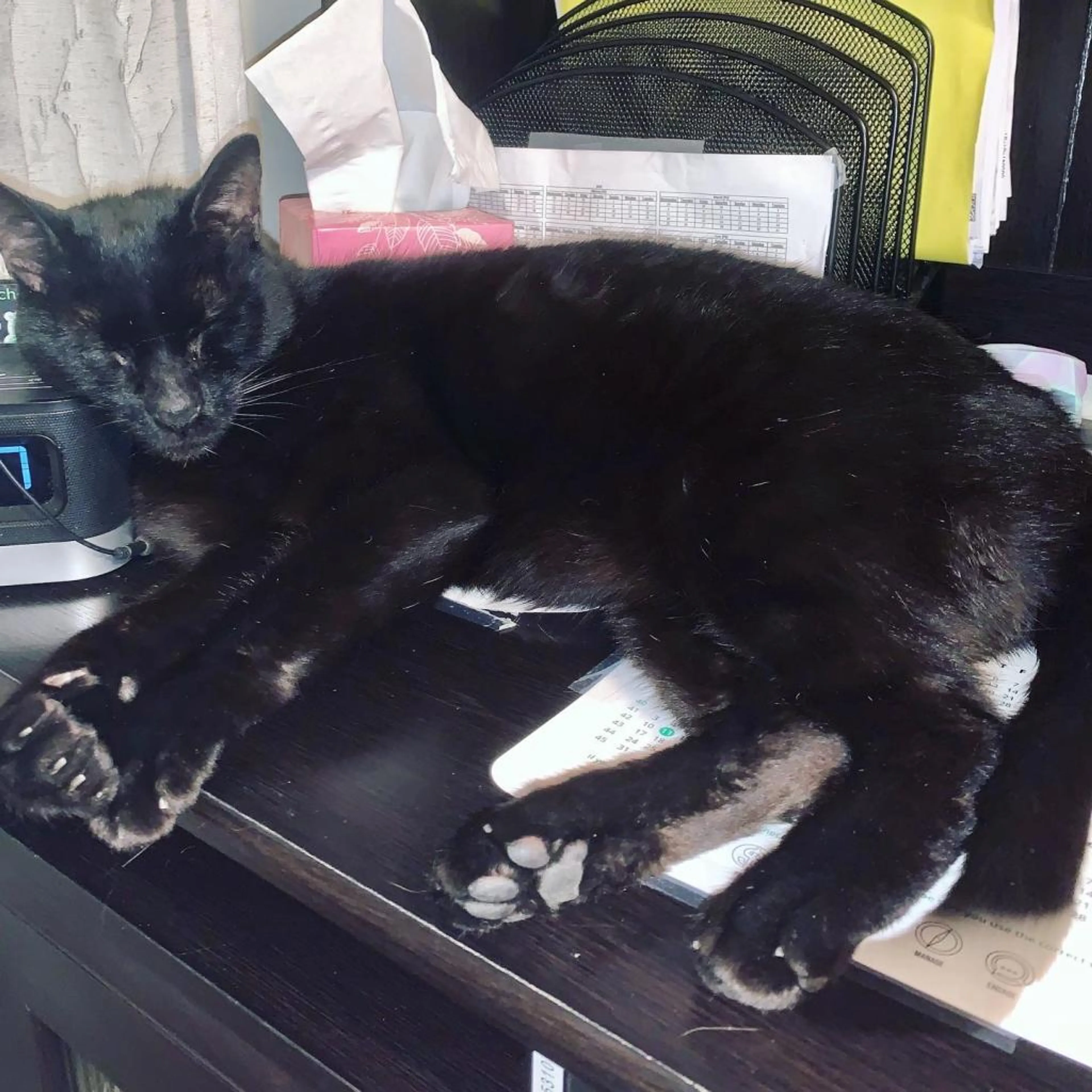 Found pet-4
