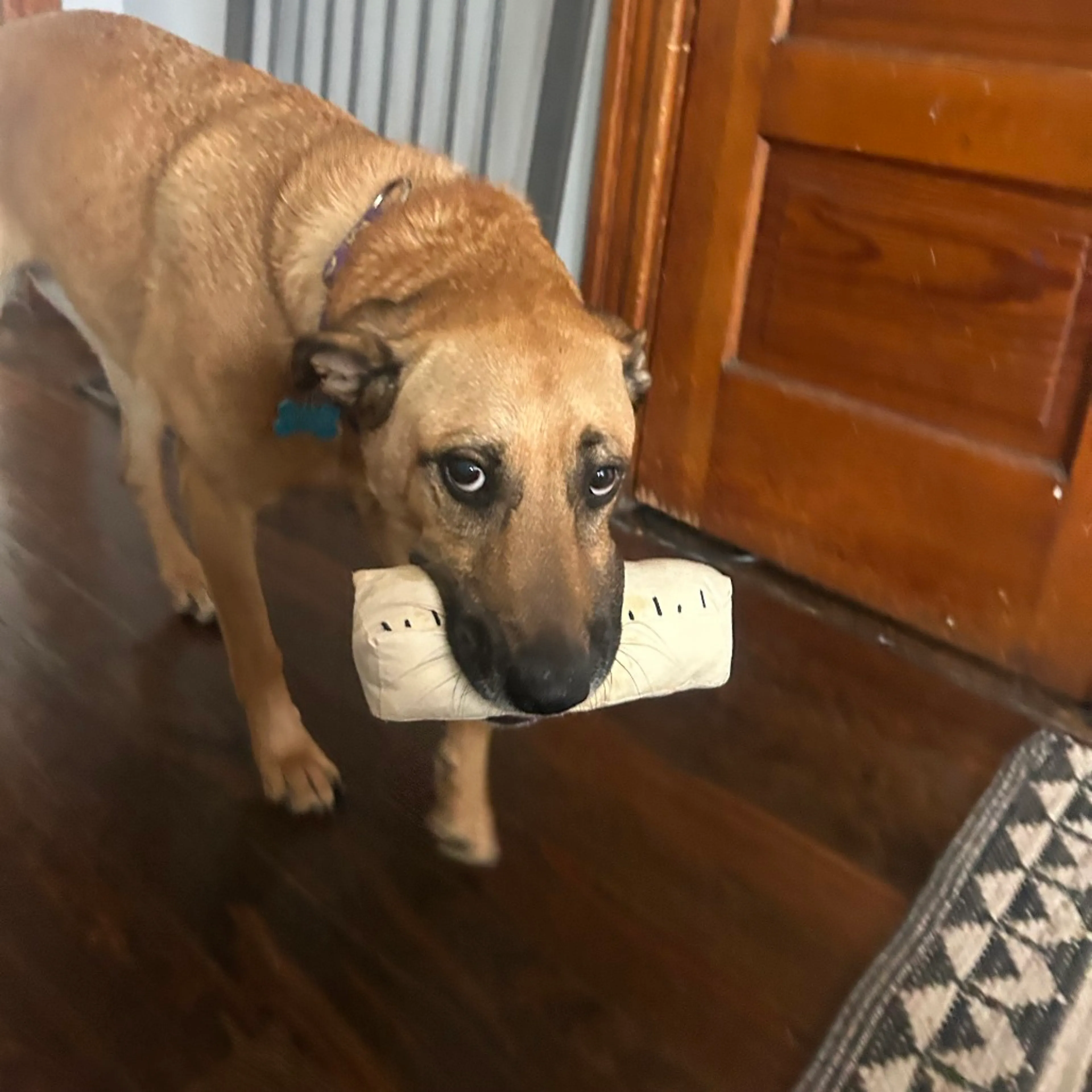 Found pet-22