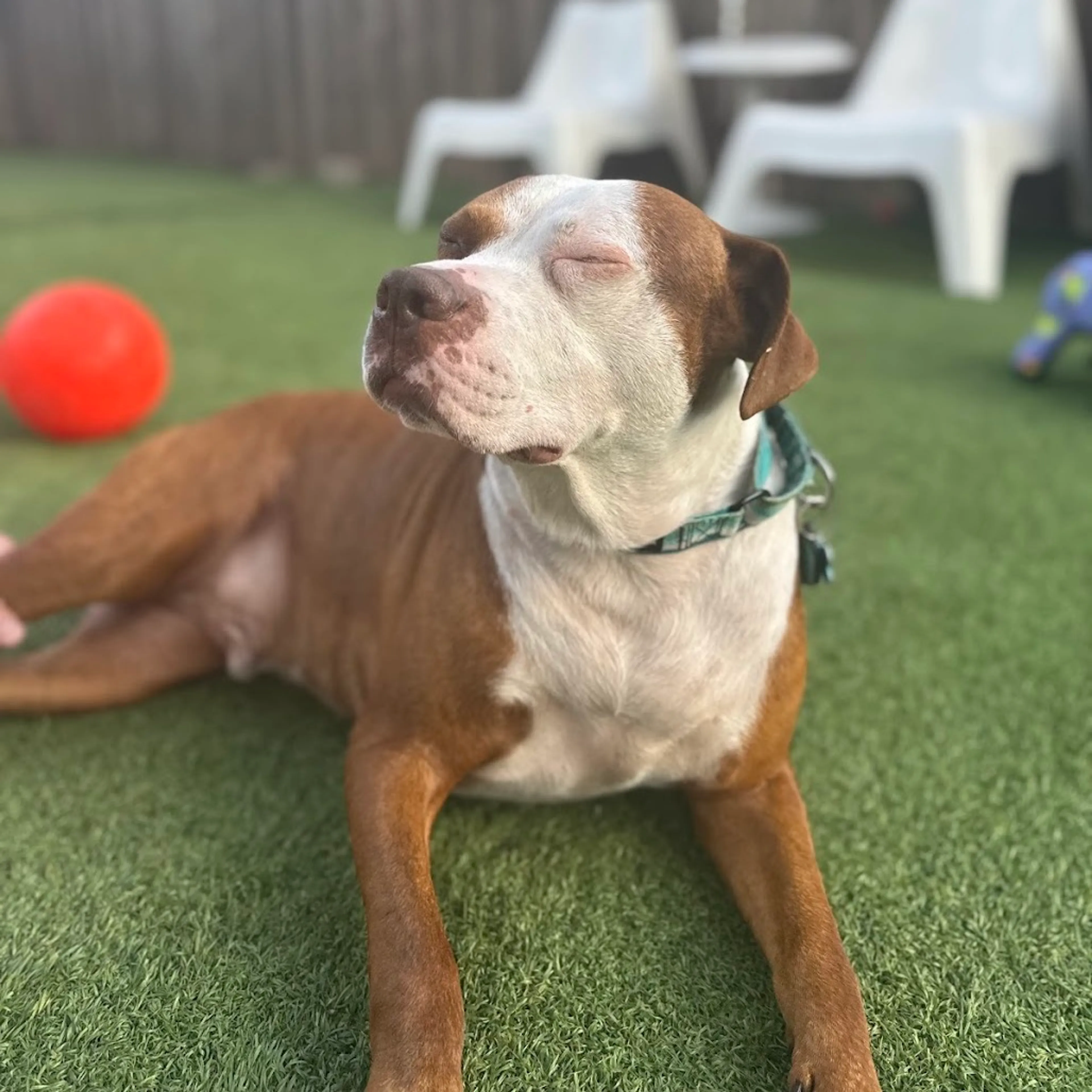 Found pet-18