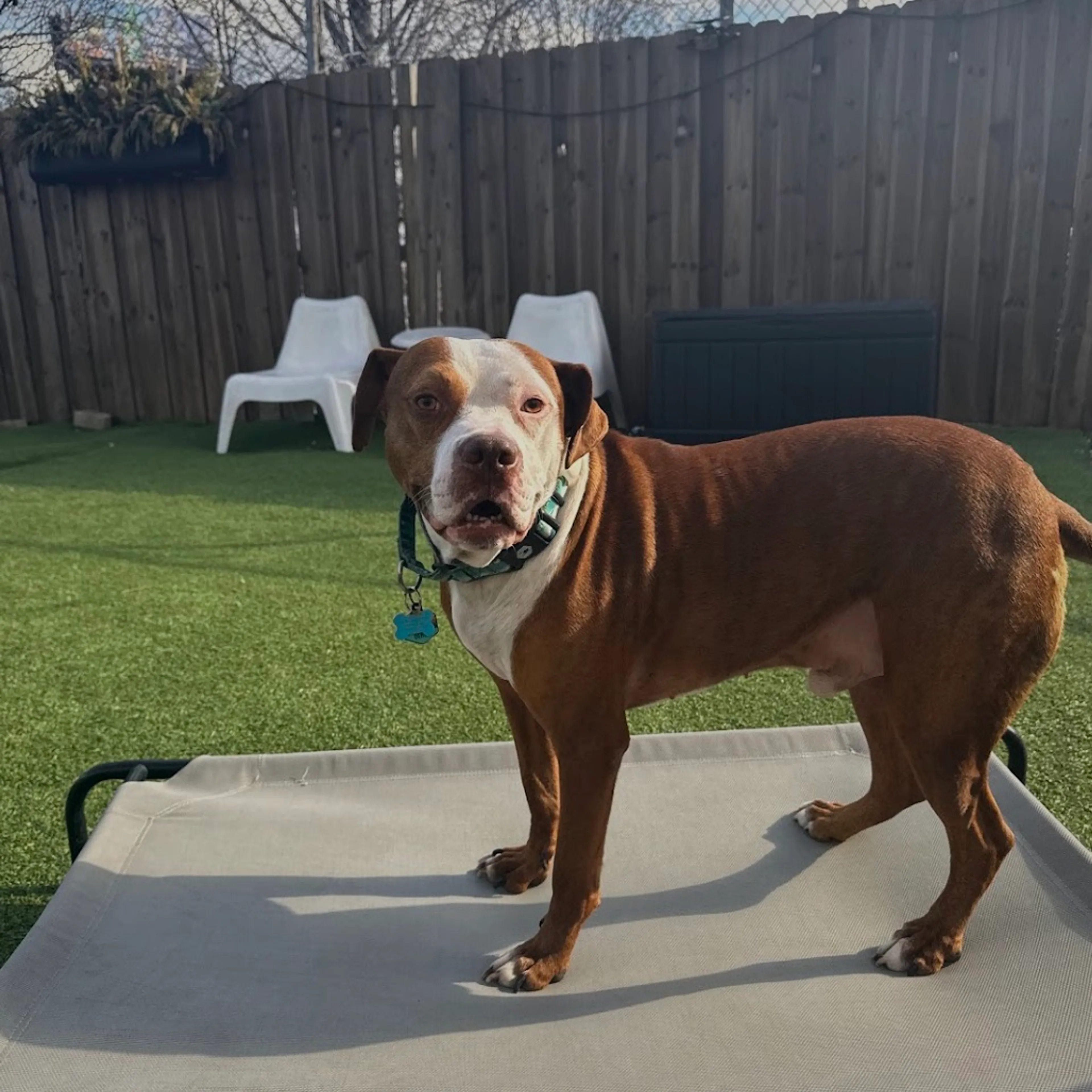 Found pet-17