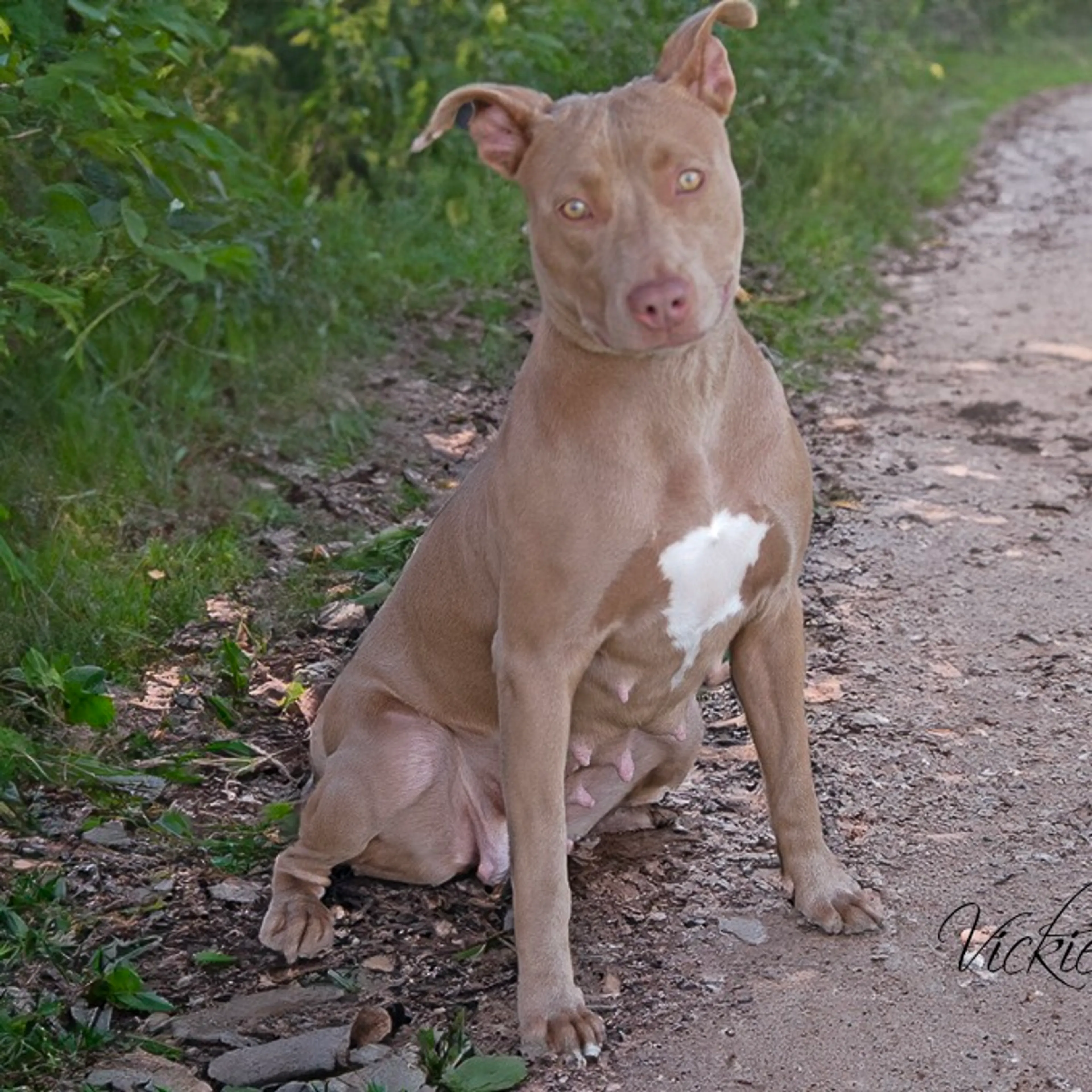 Found pet-4