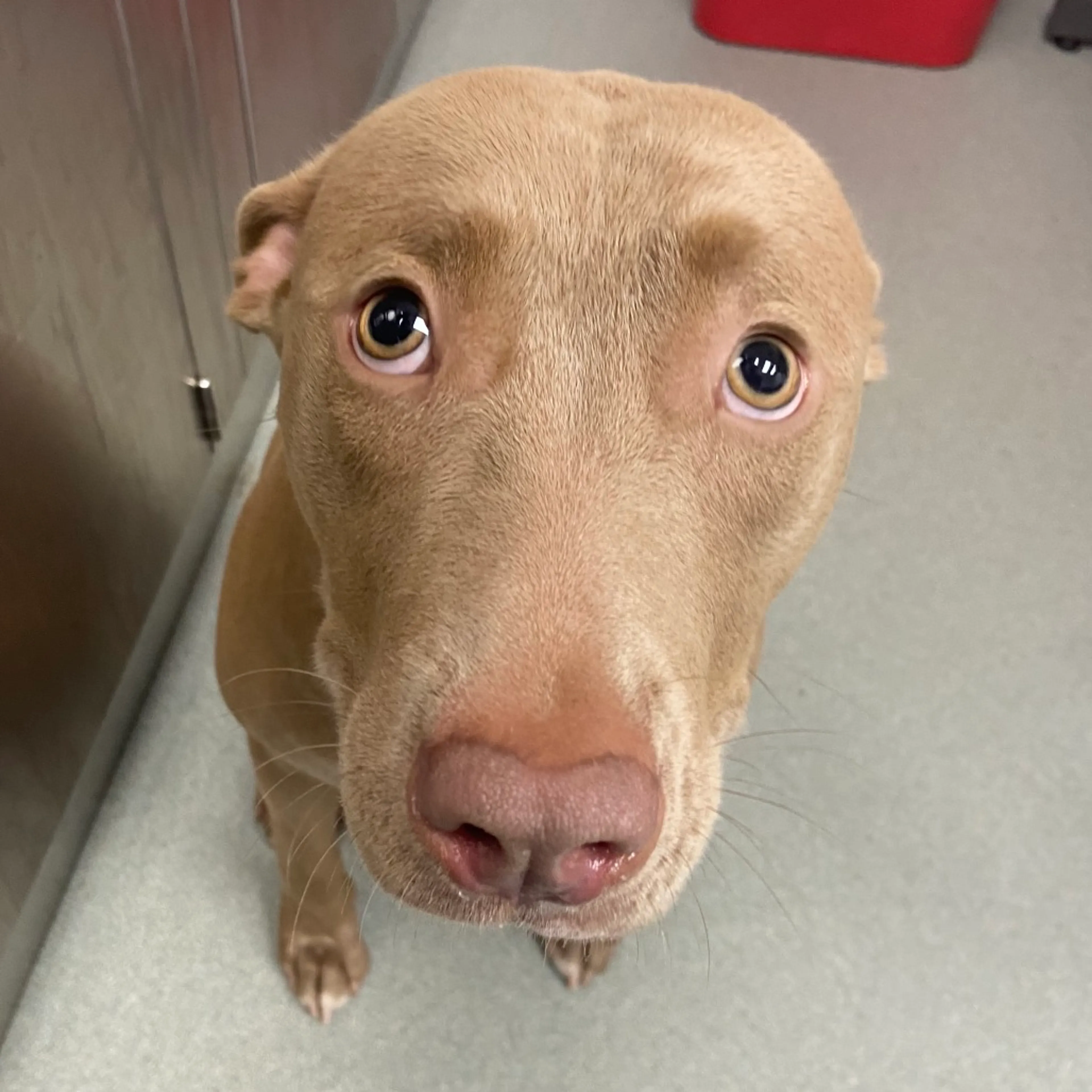 Found pet-2