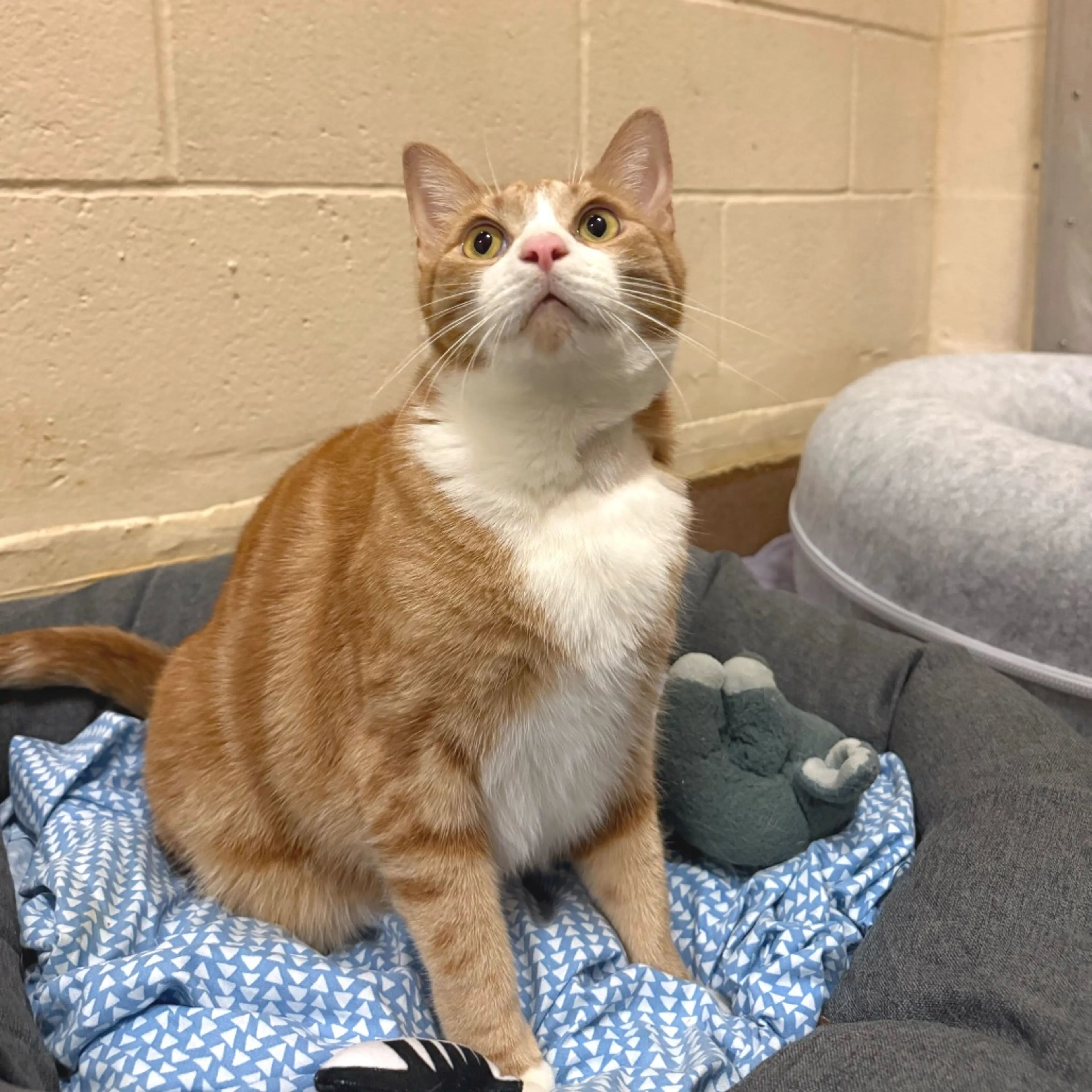 Found pet-18