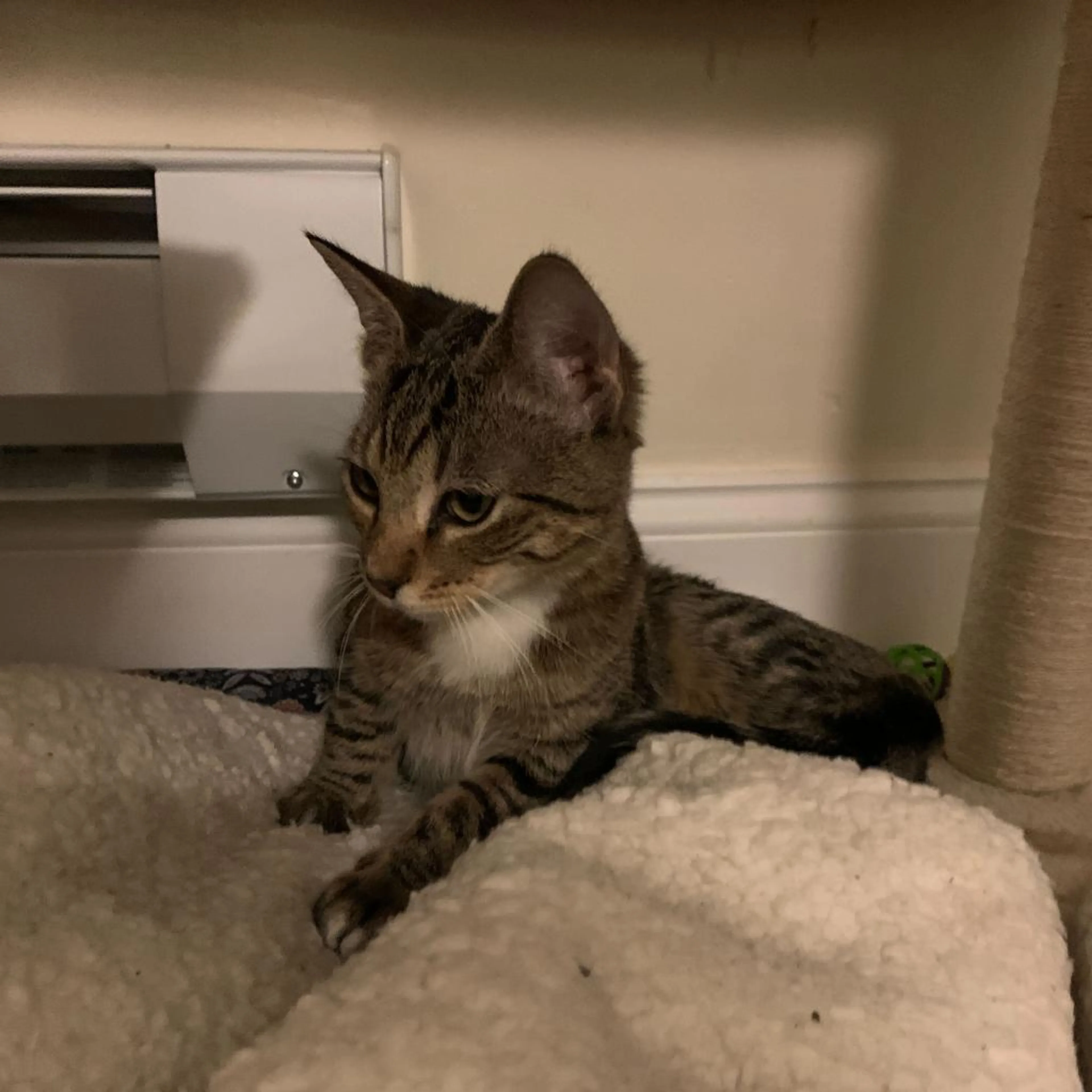 Found pet-13