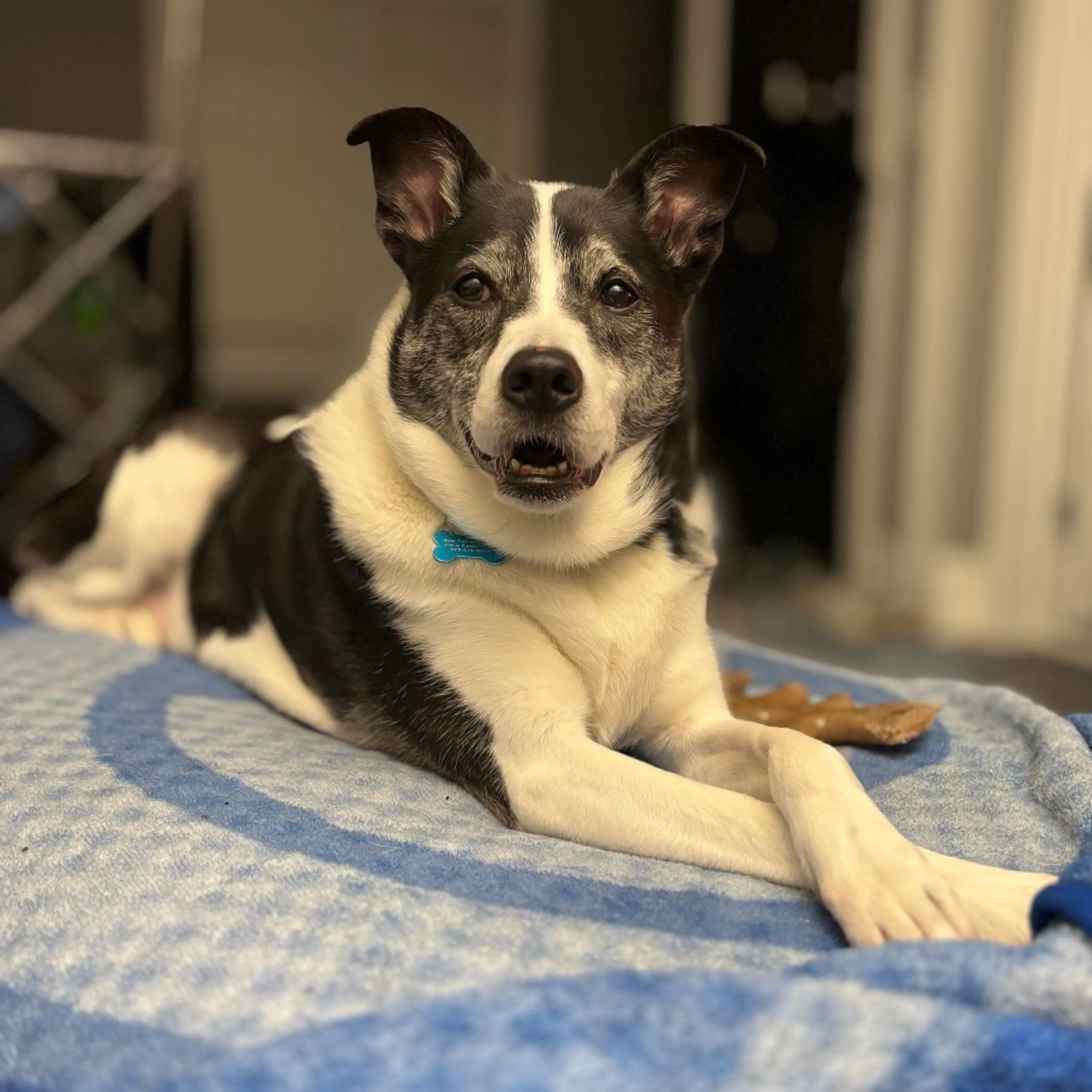 Found pet-5