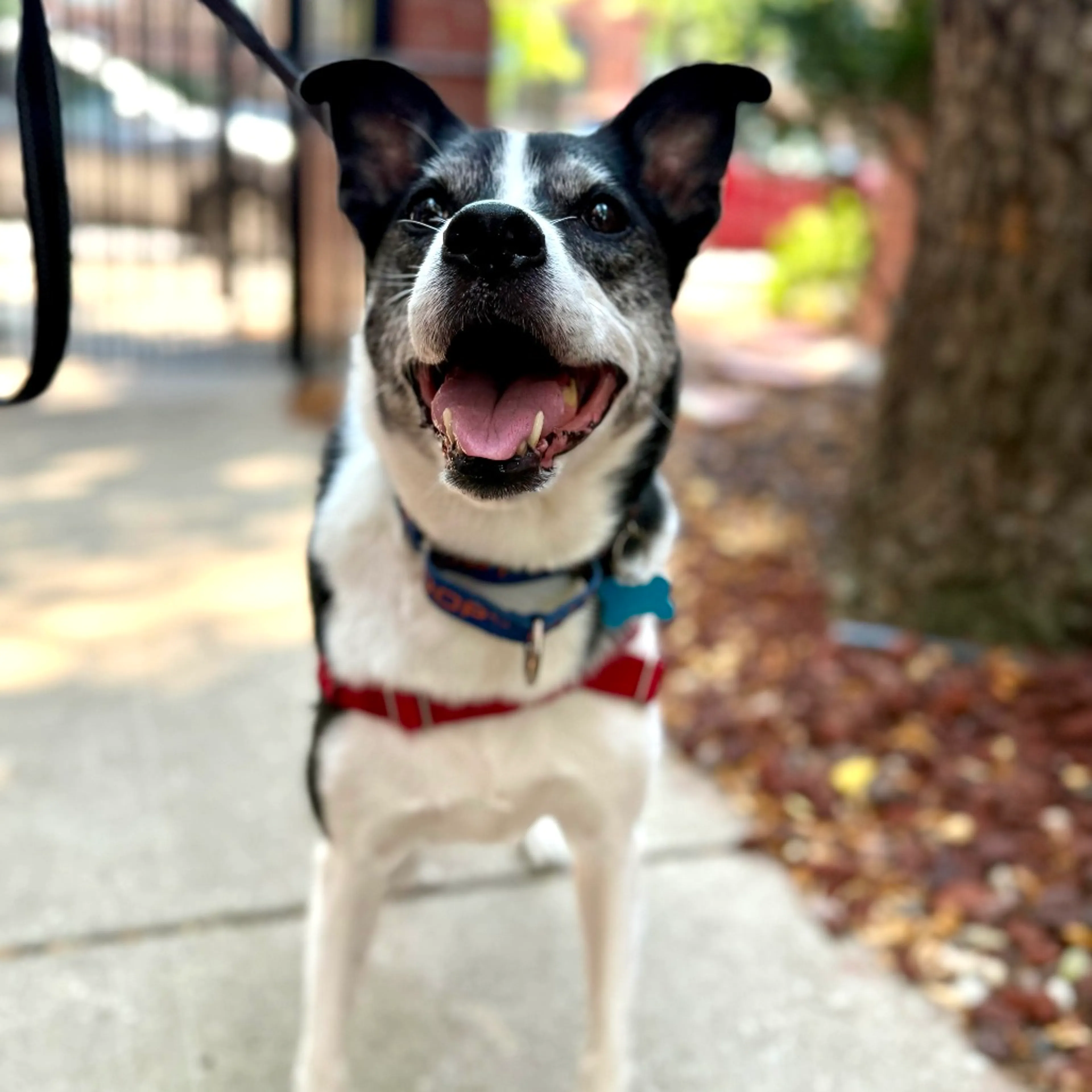 Found pet-3